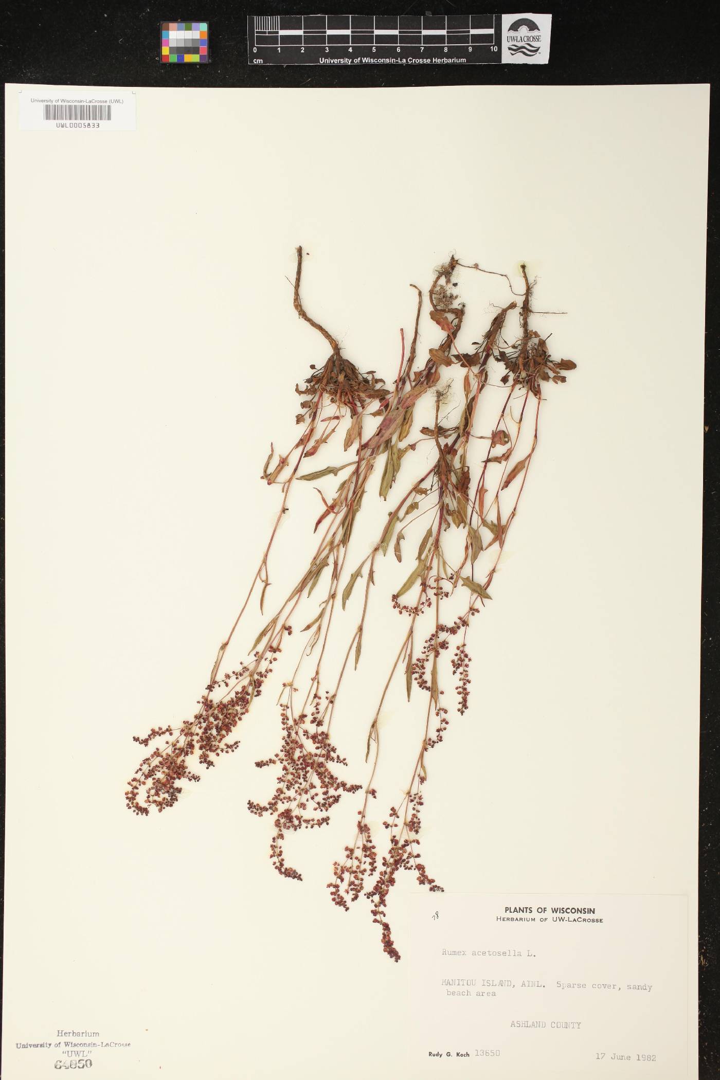 Rumex acetosella image