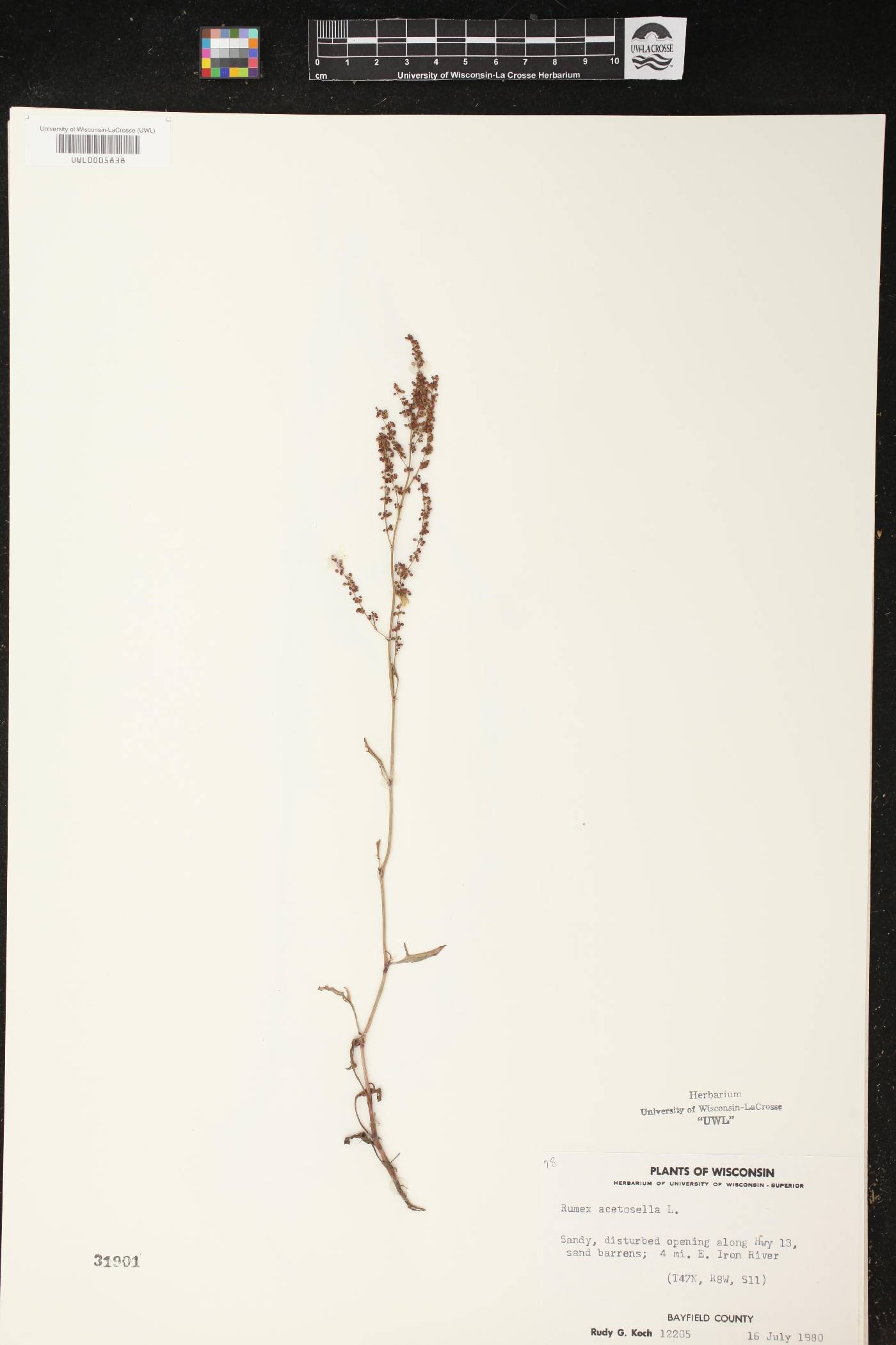 Rumex acetosella image