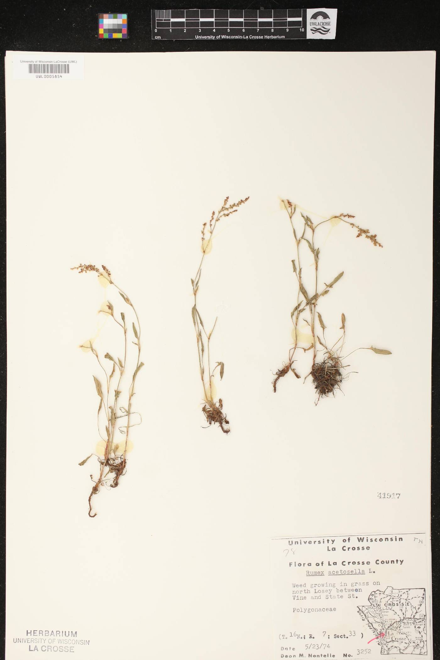 Rumex acetosella image