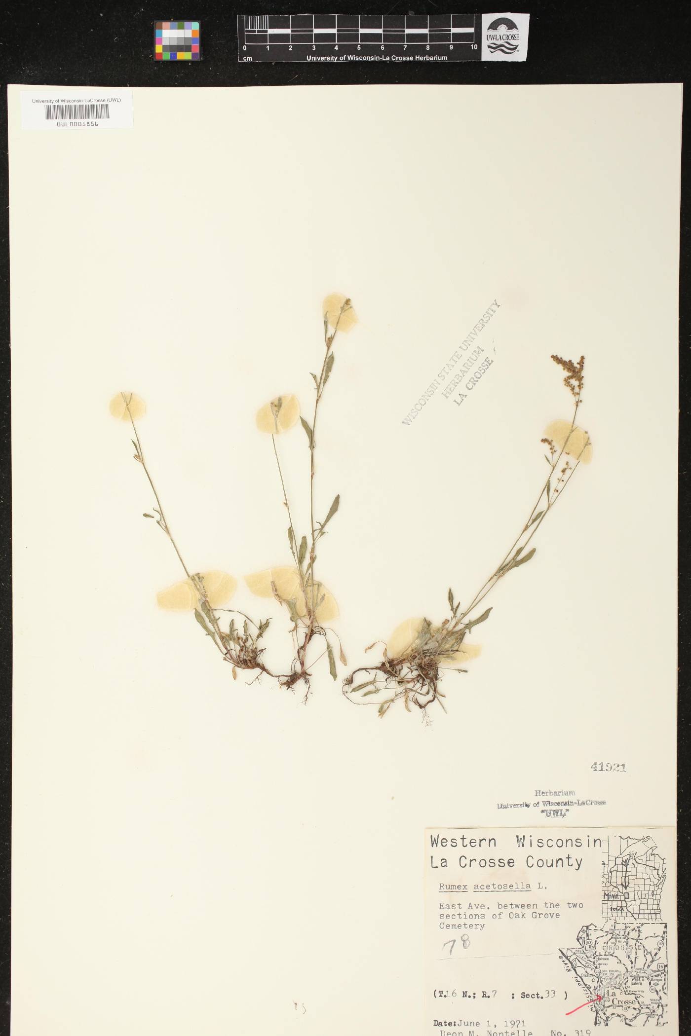 Rumex acetosella image