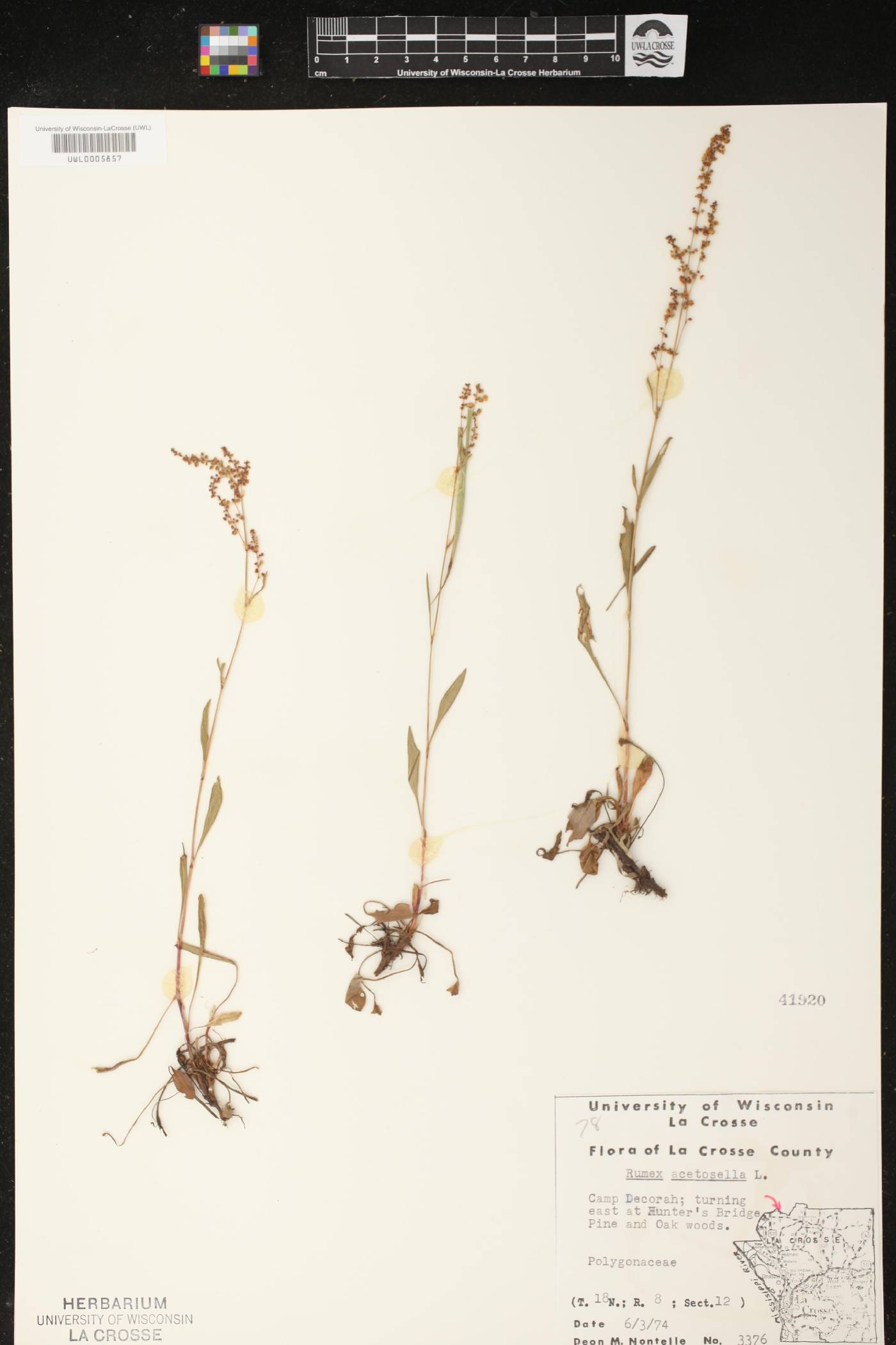 Rumex acetosella image
