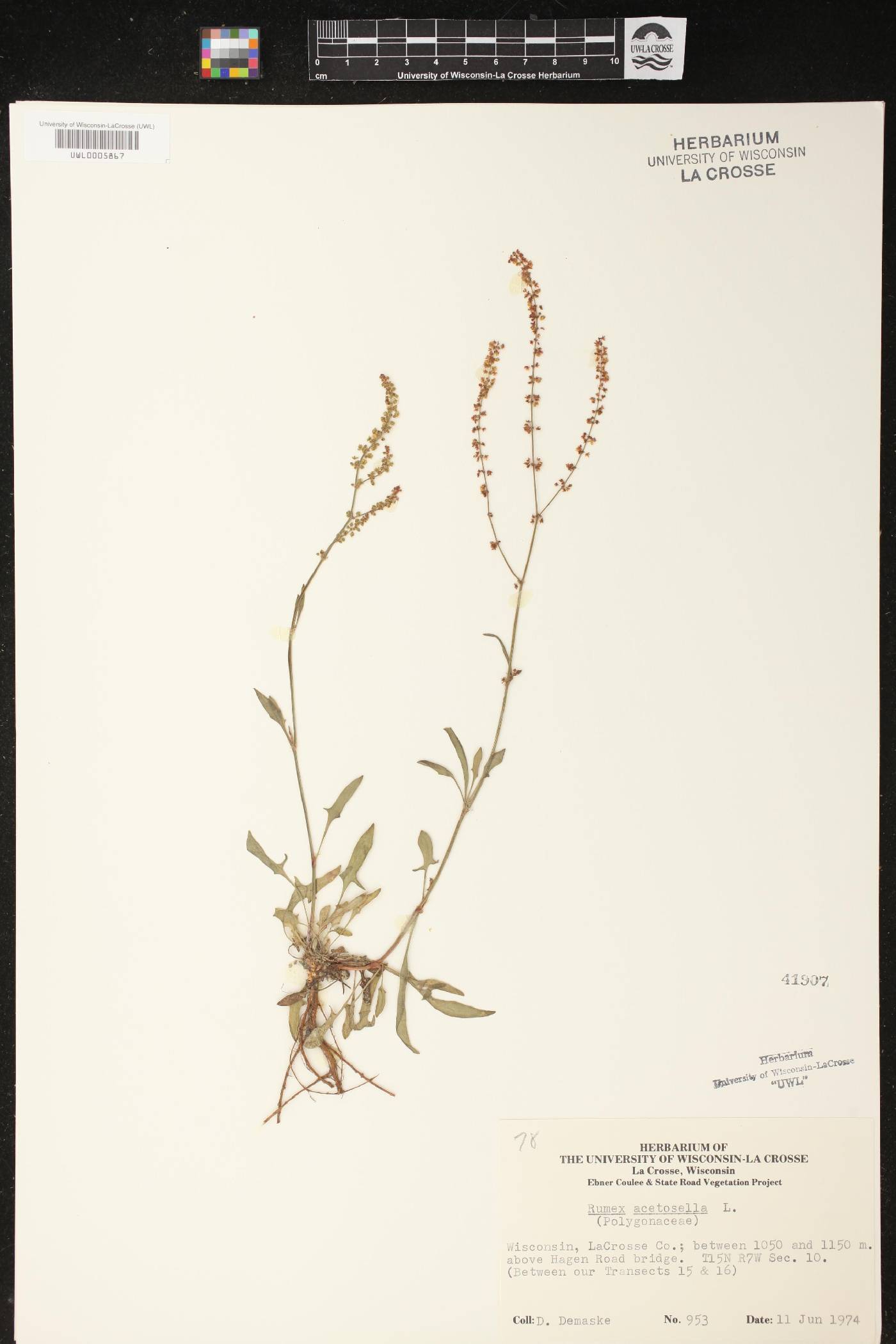 Rumex acetosella image