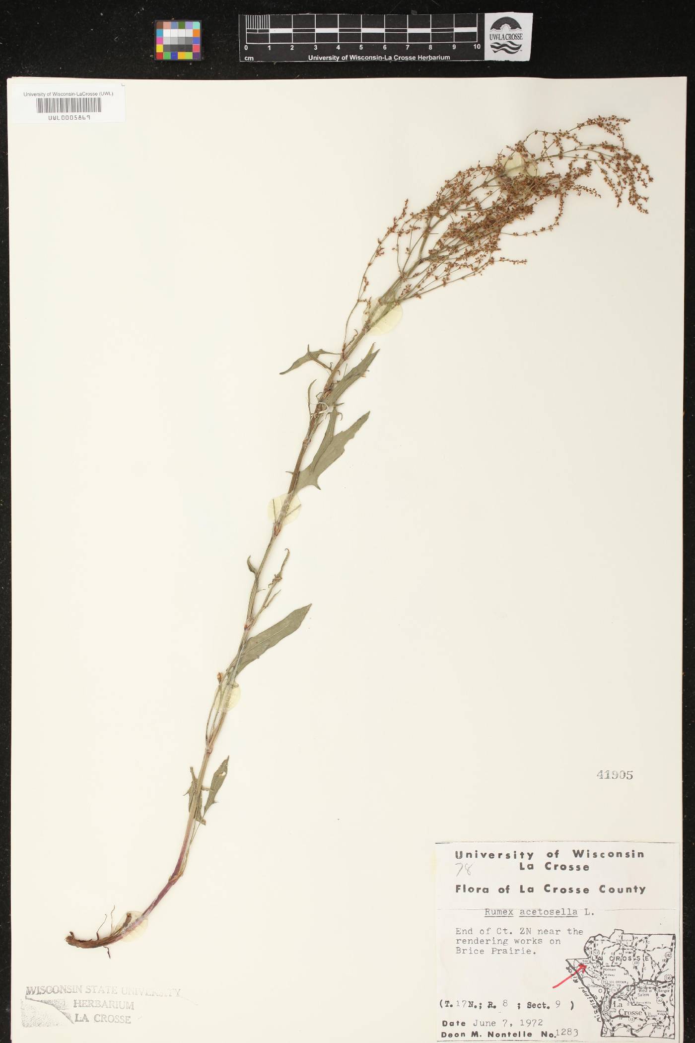 Rumex acetosella image
