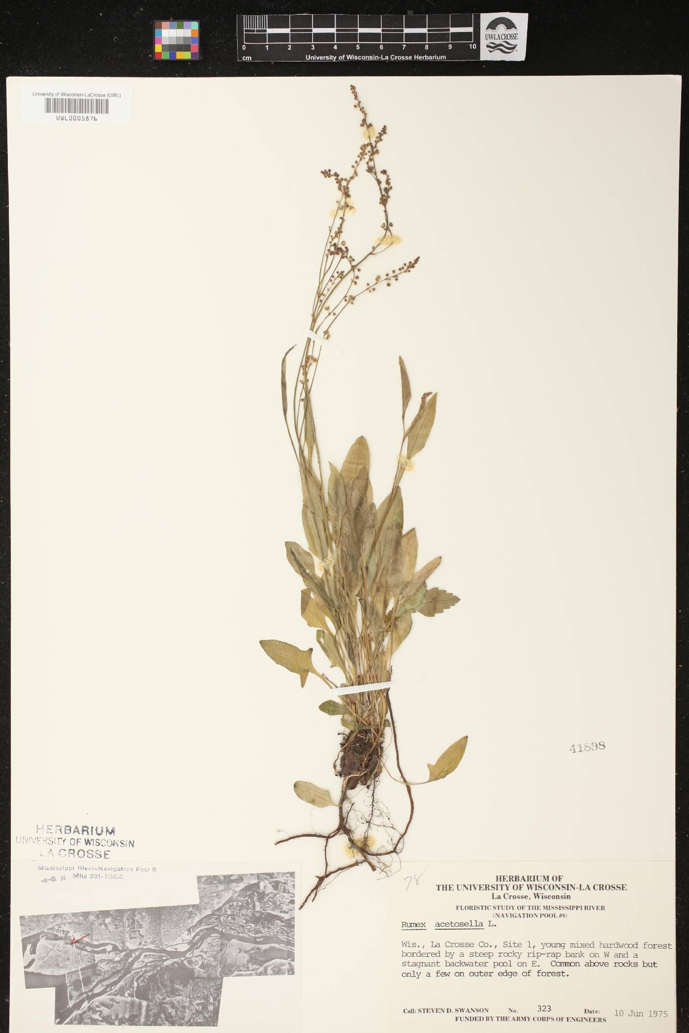 Rumex acetosella image