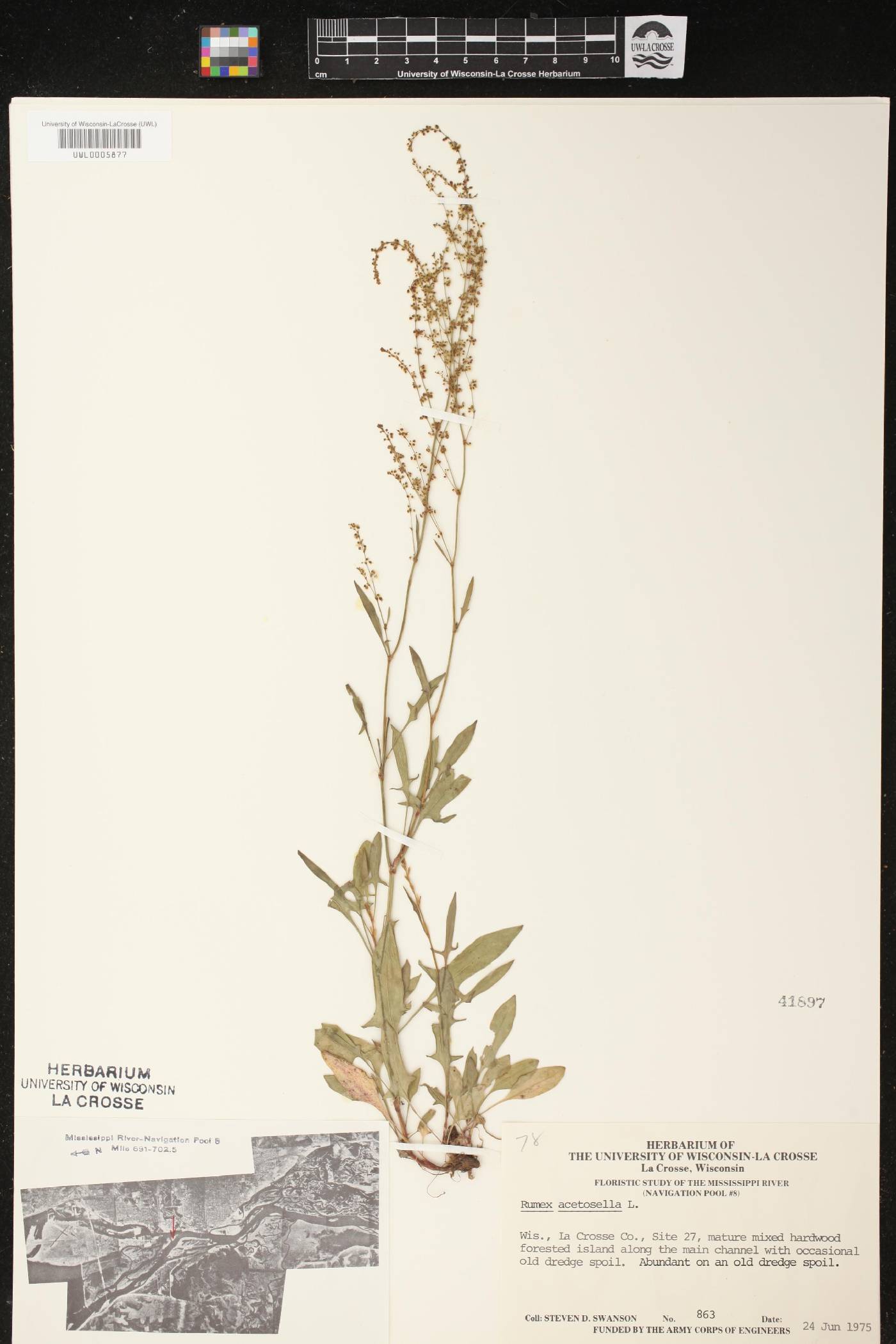 Rumex acetosella image