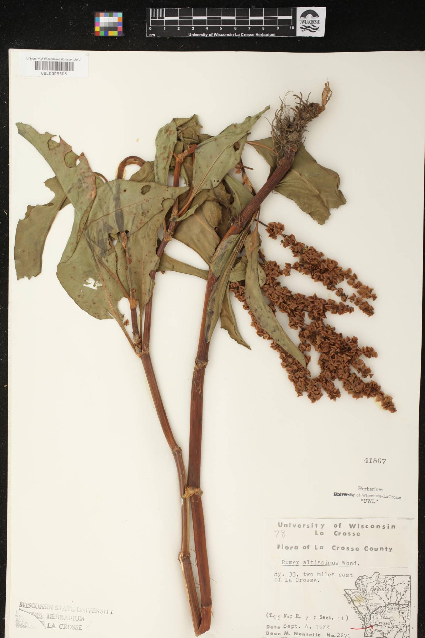 Rumex altissimus image