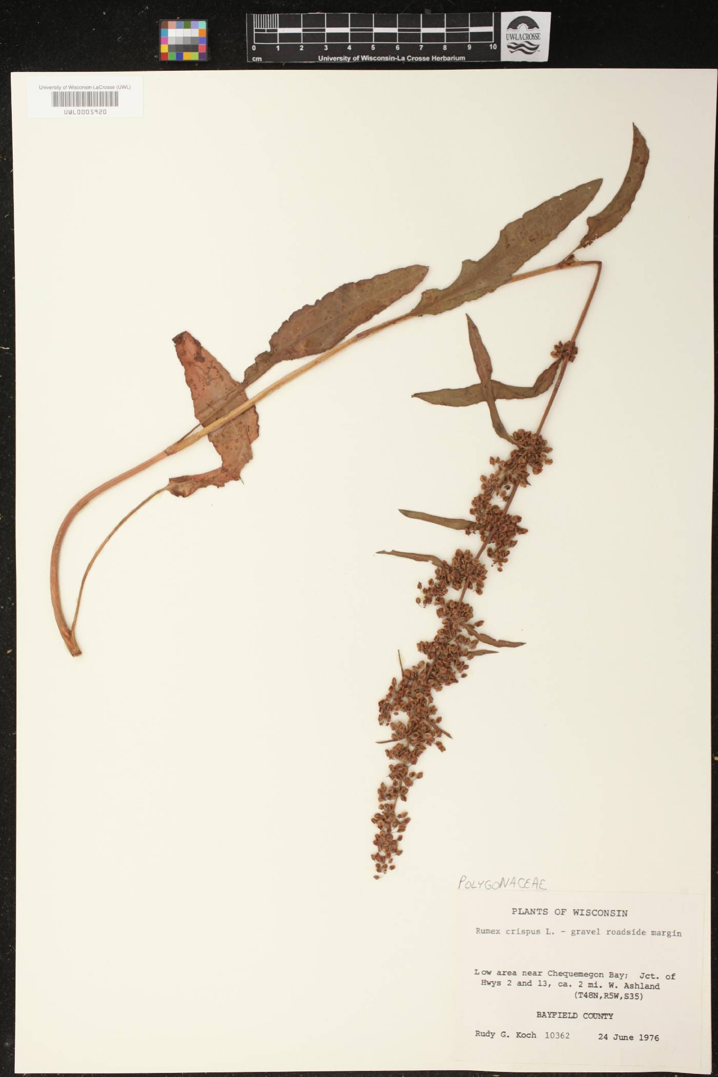 Rumex crispus image