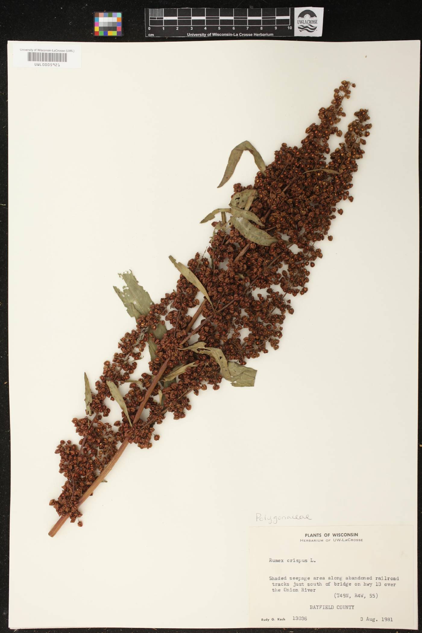 Rumex crispus image