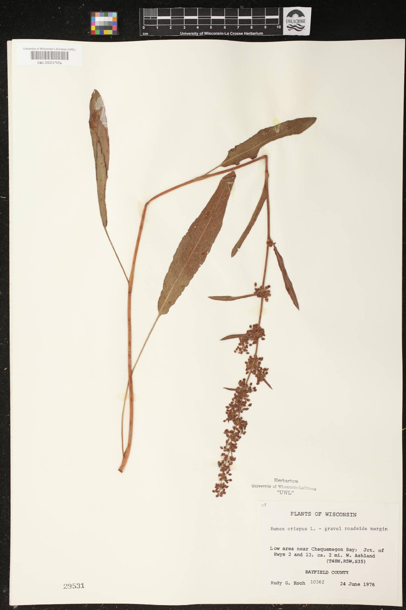 Rumex crispus image