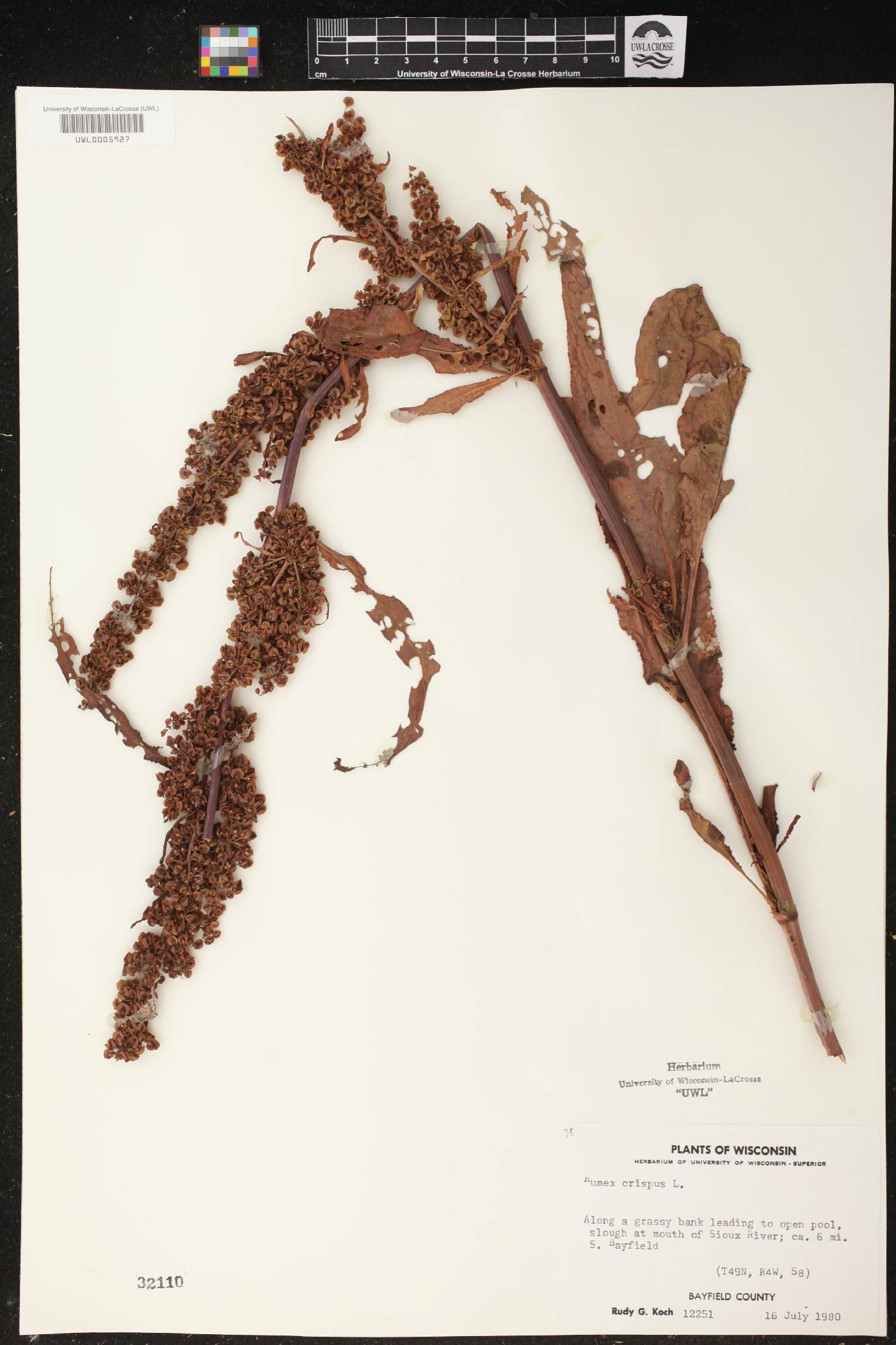 Rumex crispus image