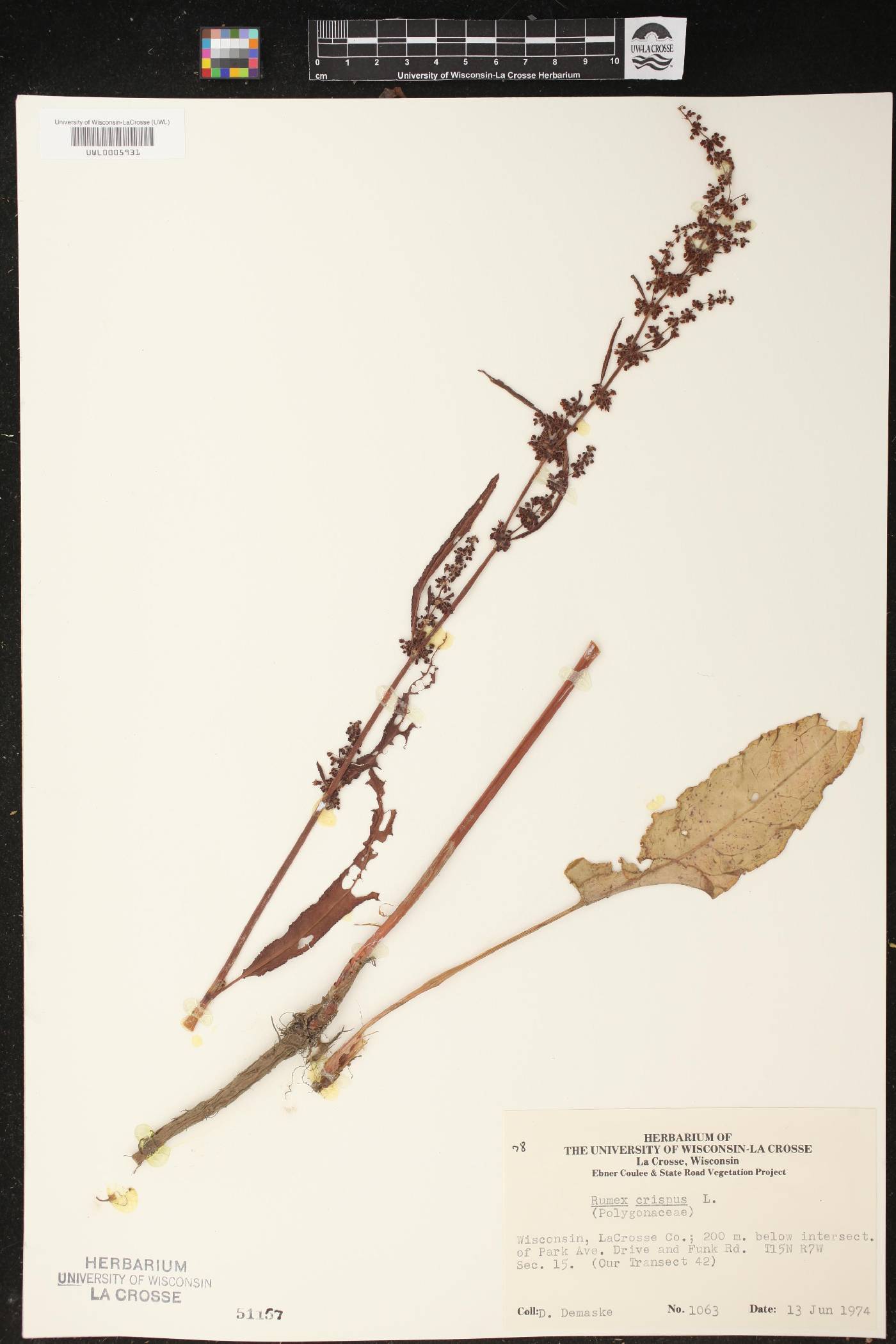 Rumex crispus image