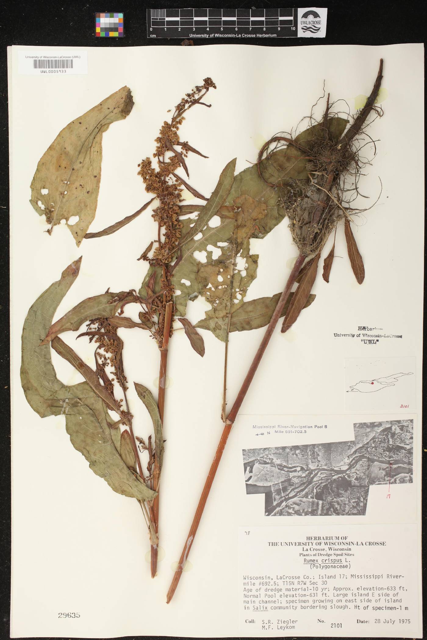 Rumex crispus image