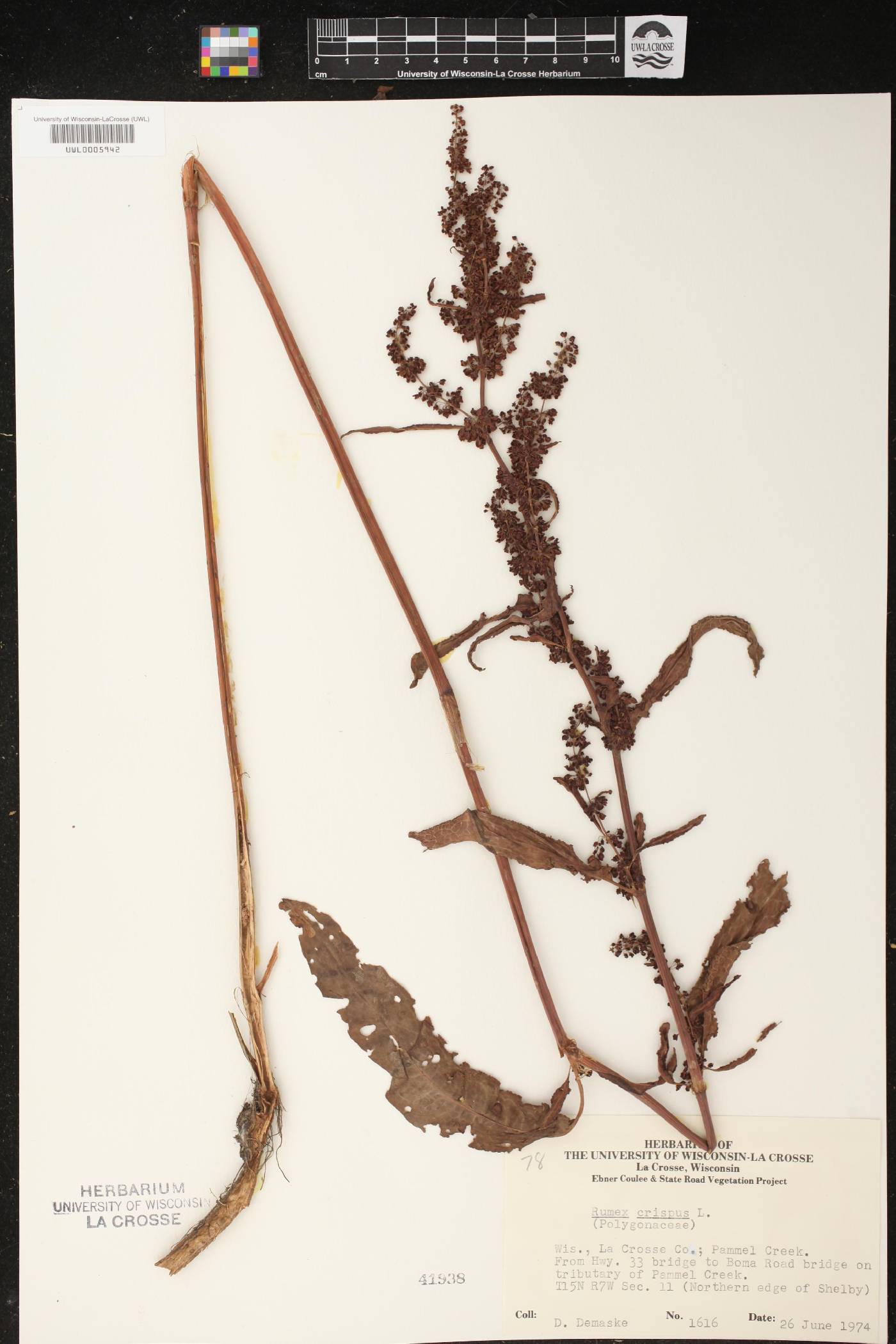 Rumex crispus image