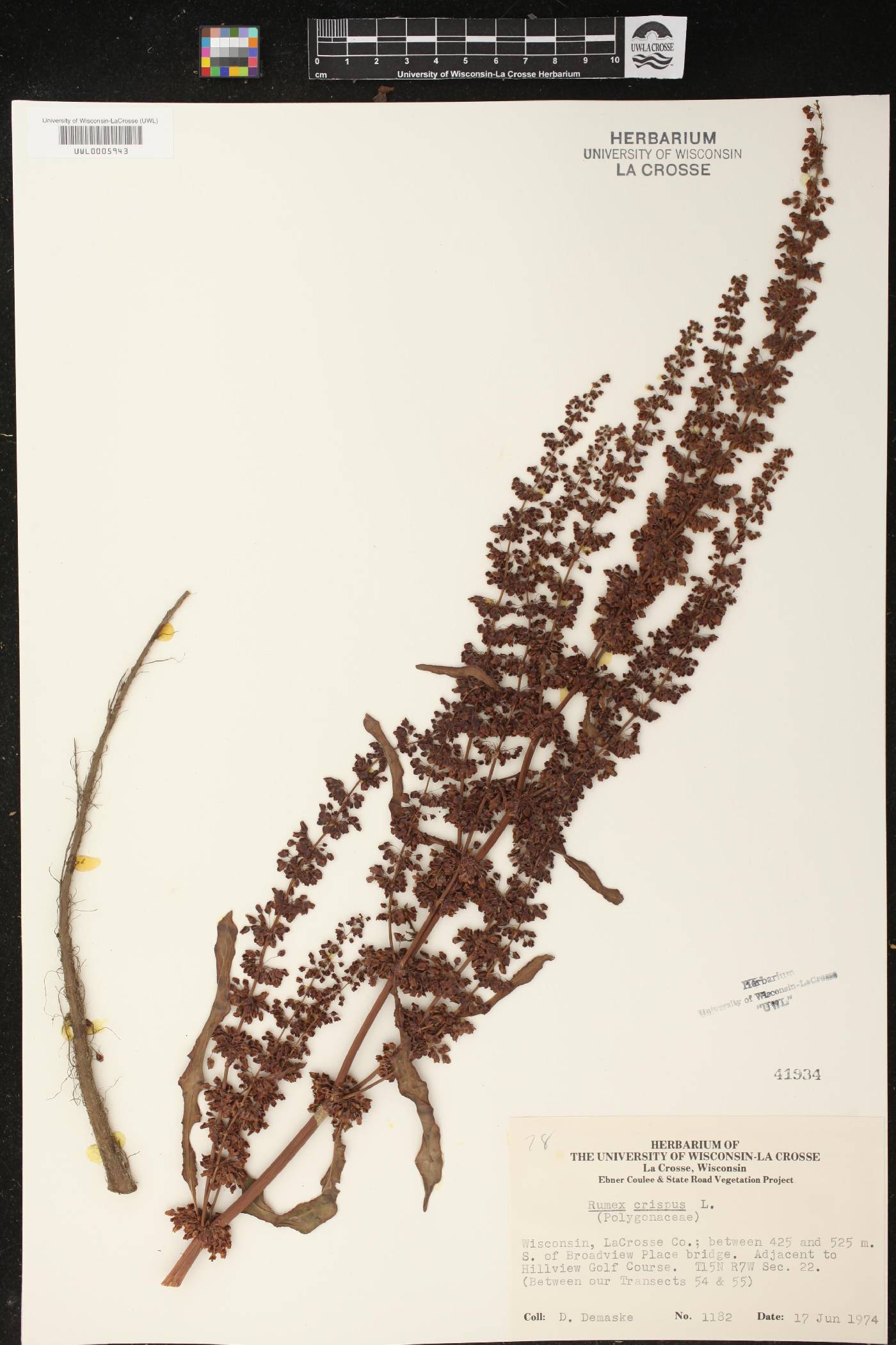Rumex crispus image
