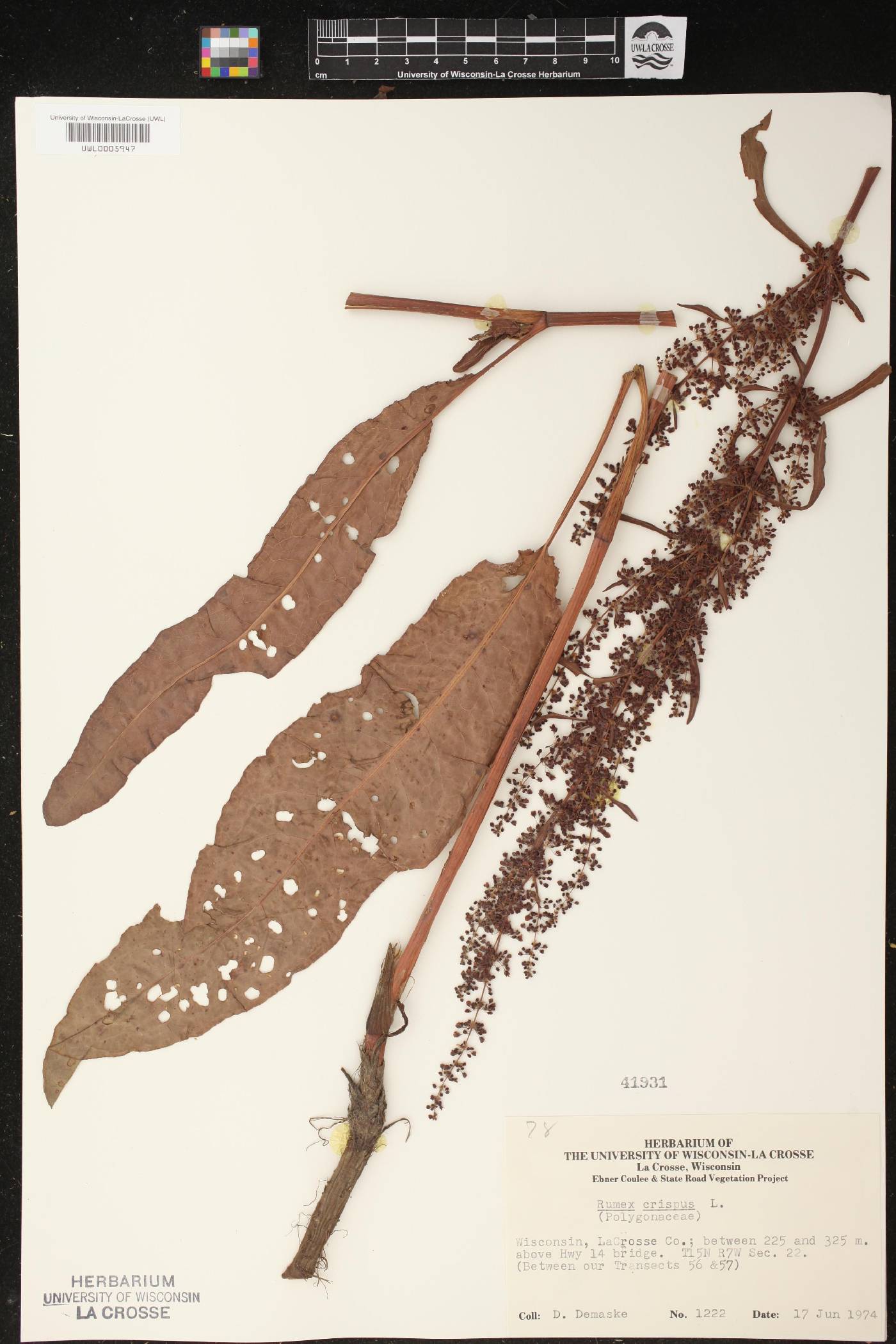 Rumex crispus image
