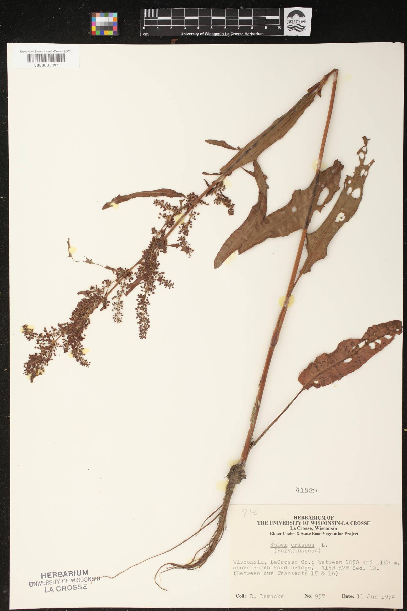 Rumex crispus image