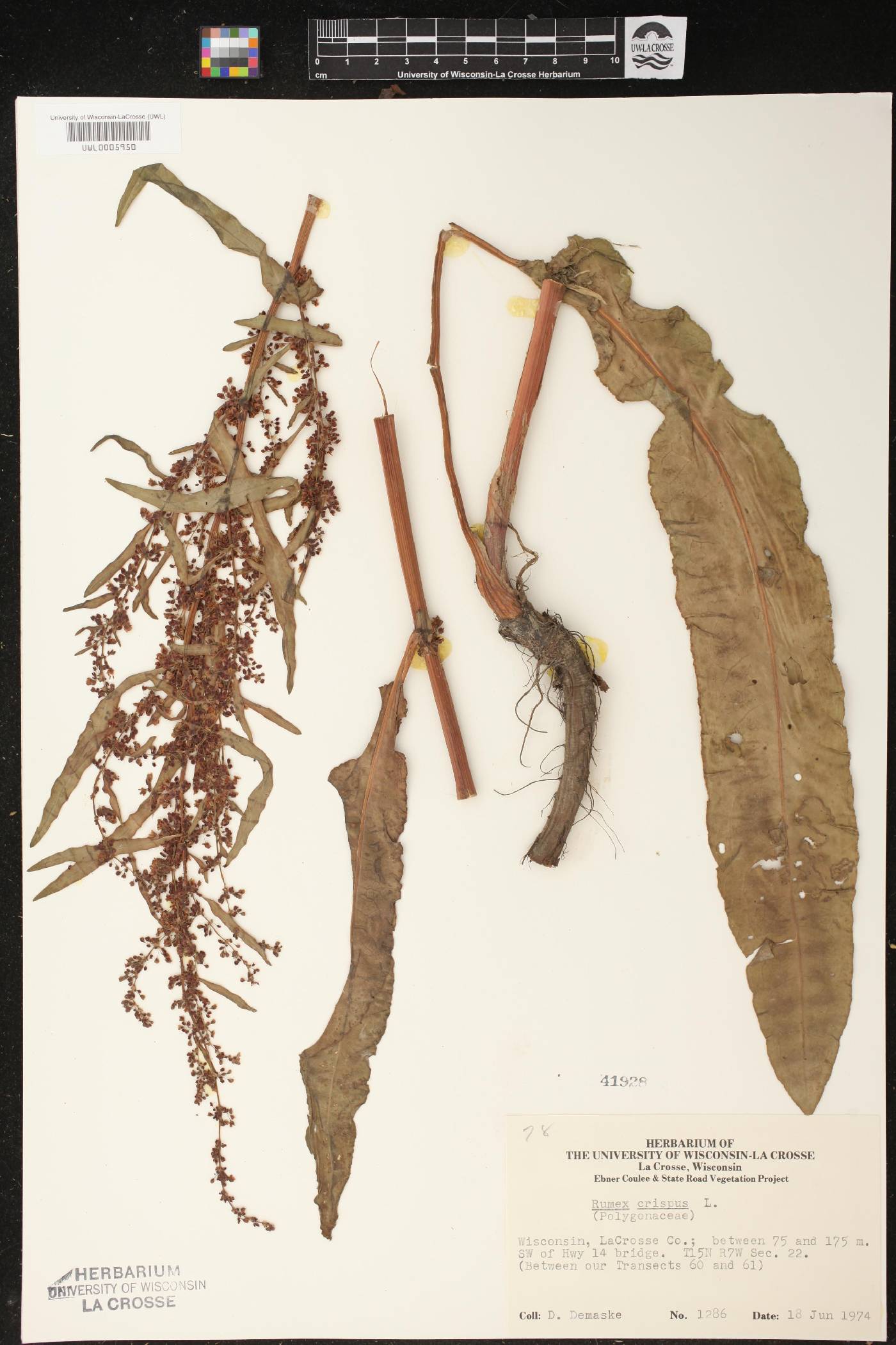Rumex crispus image