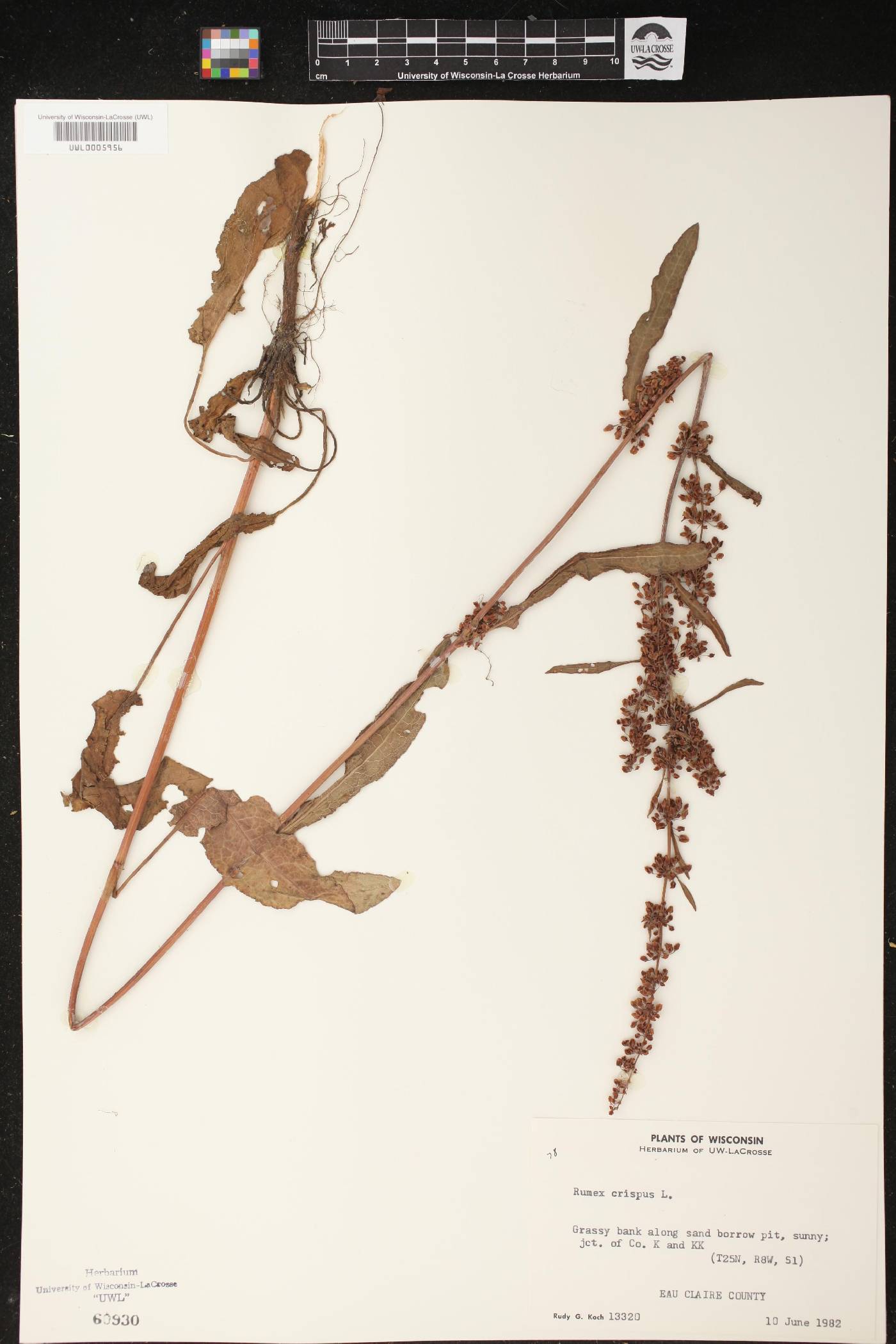 Rumex crispus image