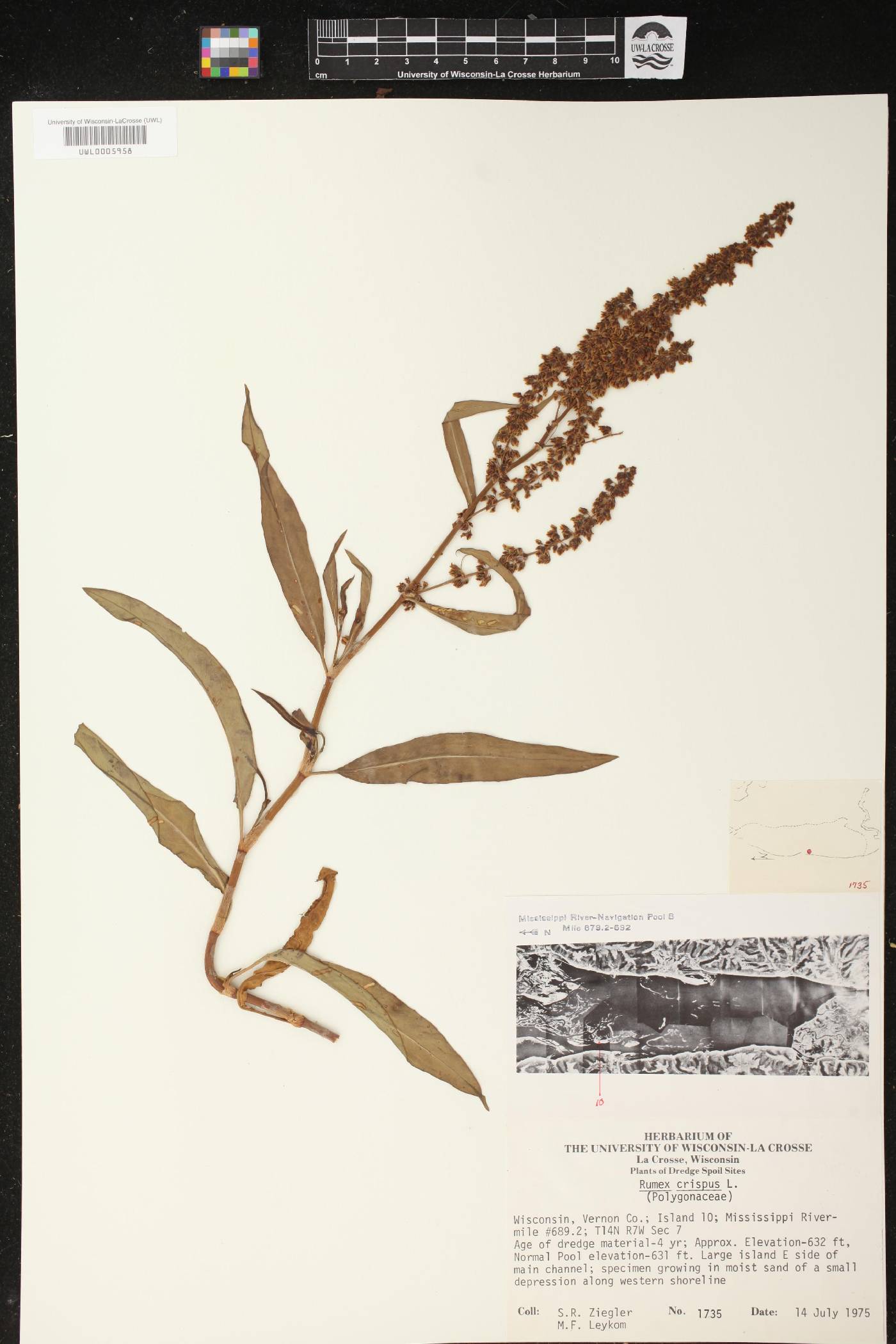 Rumex crispus image