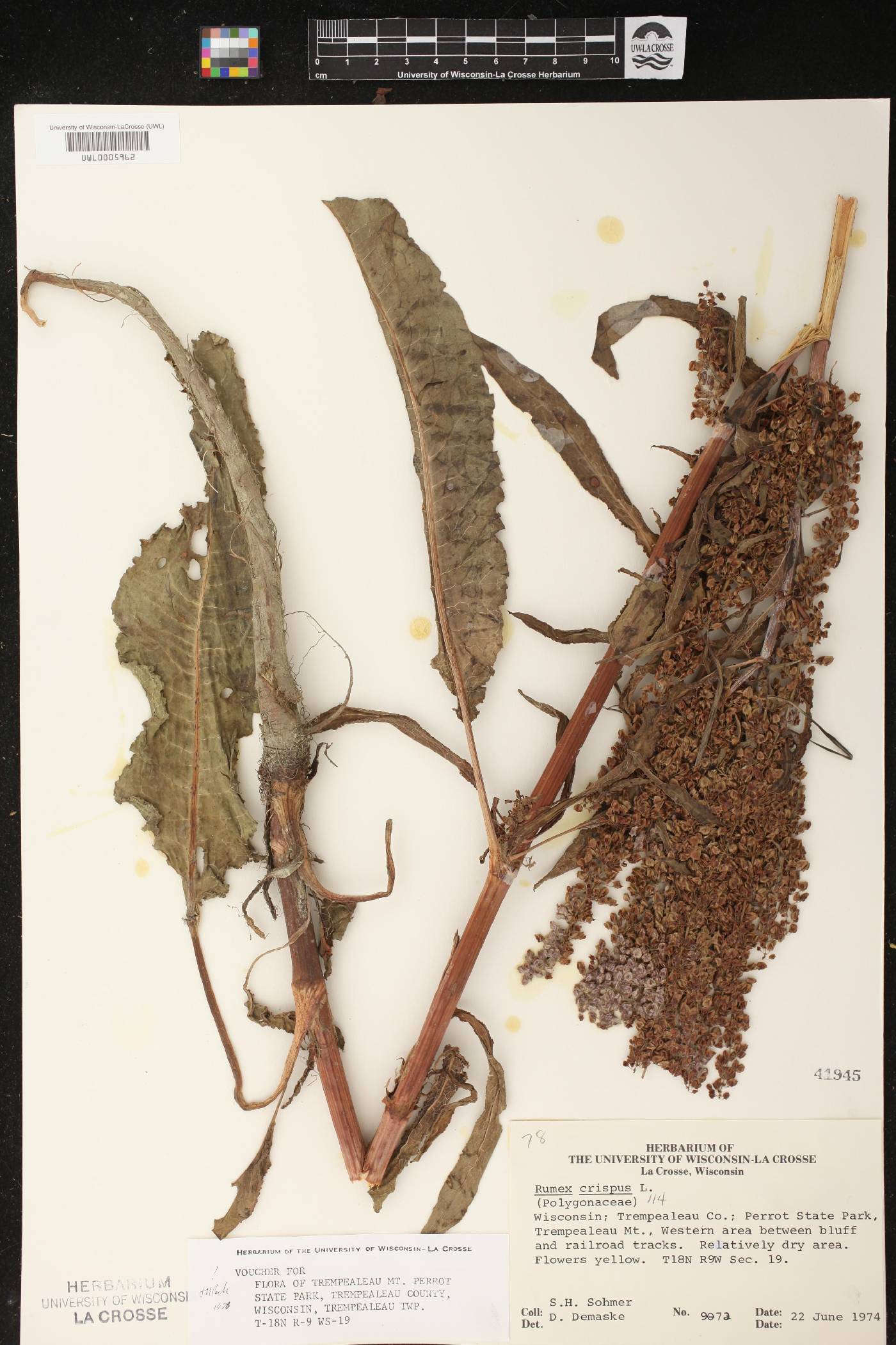 Rumex crispus image