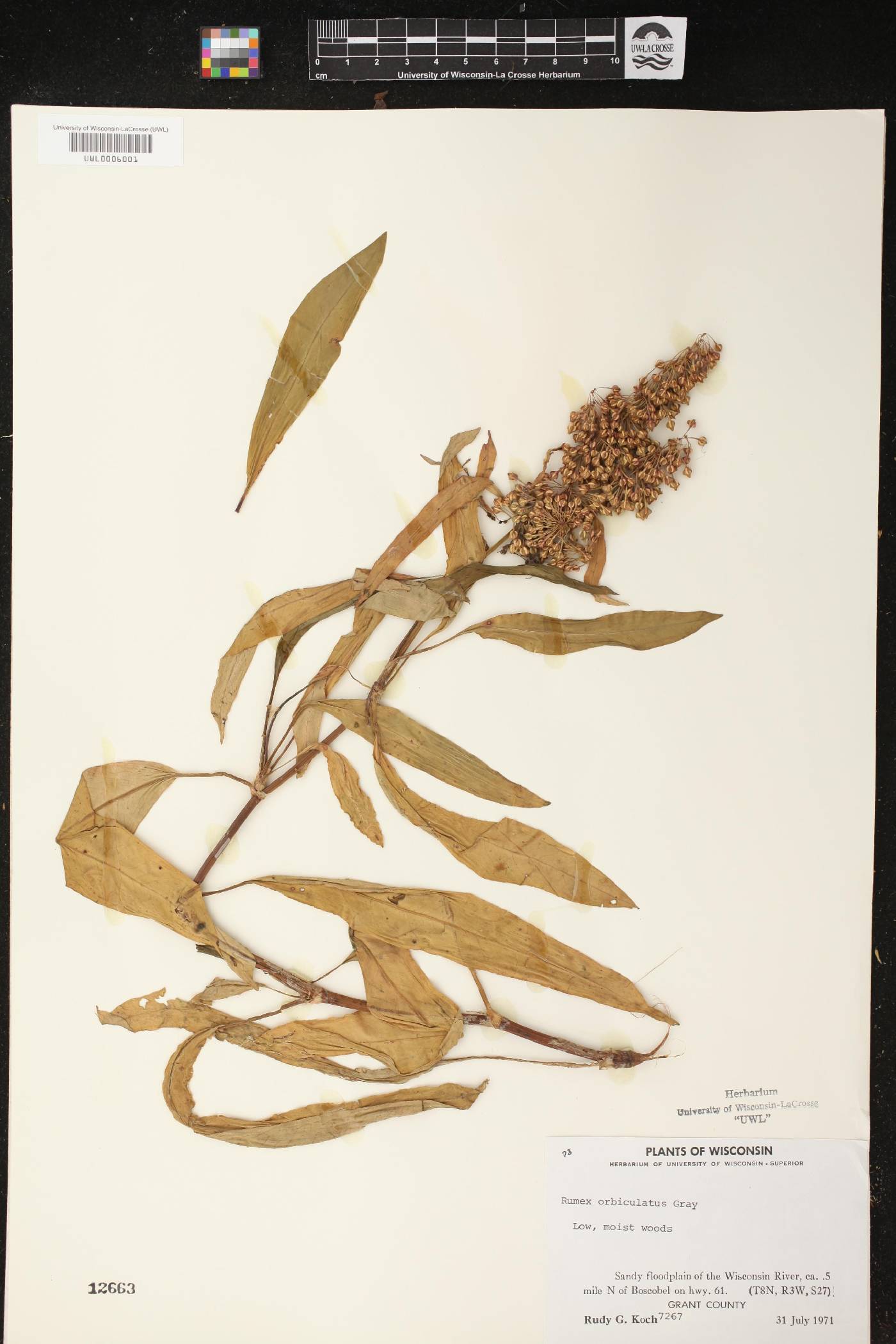 Rumex obtusifolius image