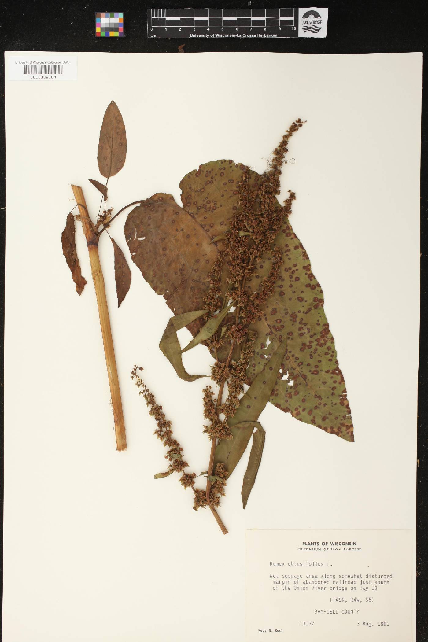 Rumex obtusifolius image