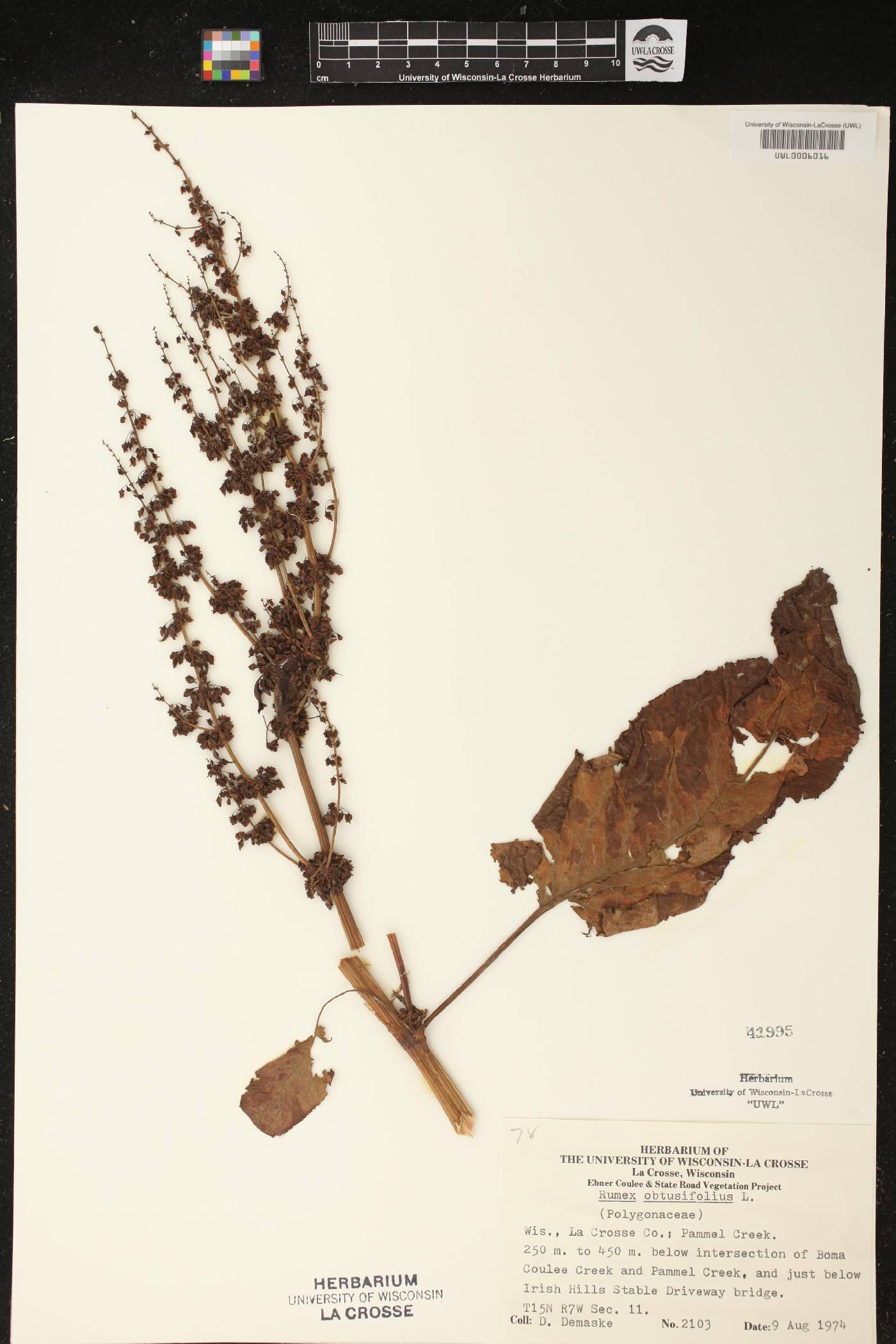 Rumex obtusifolius image