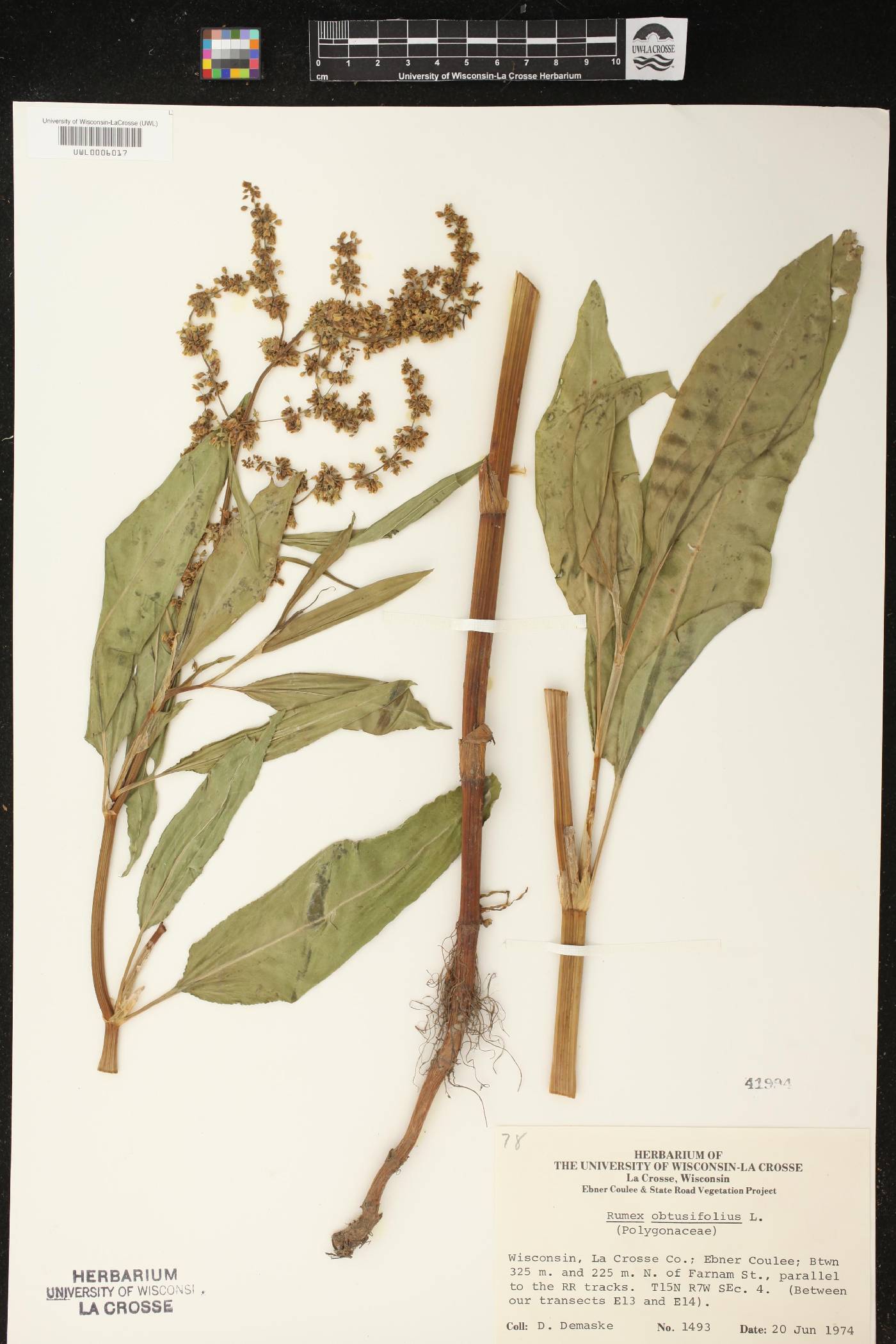 Rumex obtusifolius image