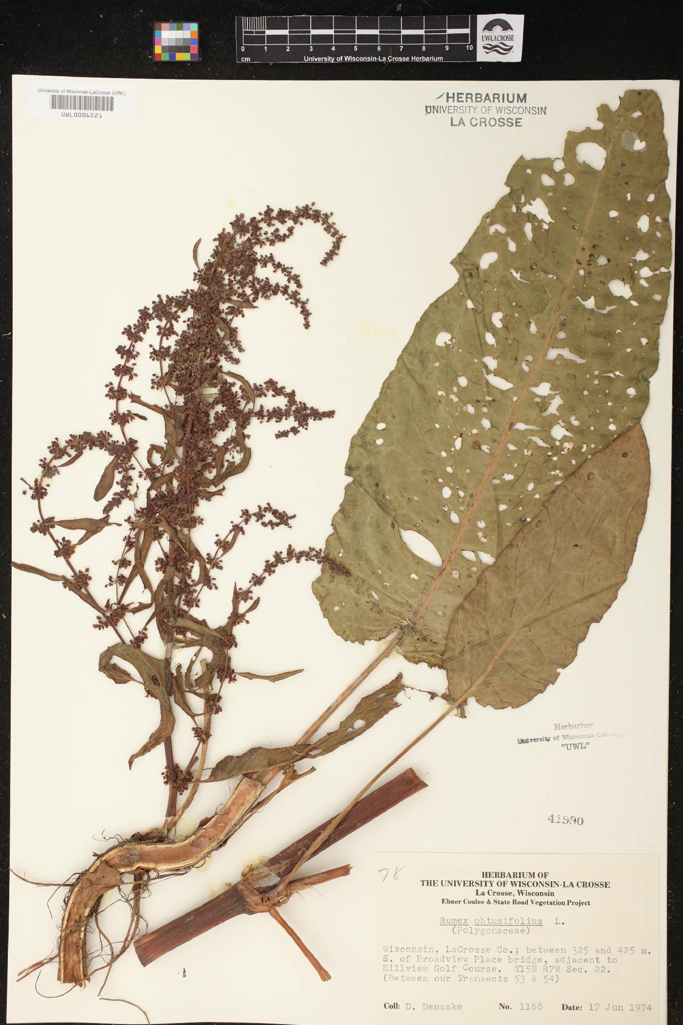 Rumex obtusifolius image