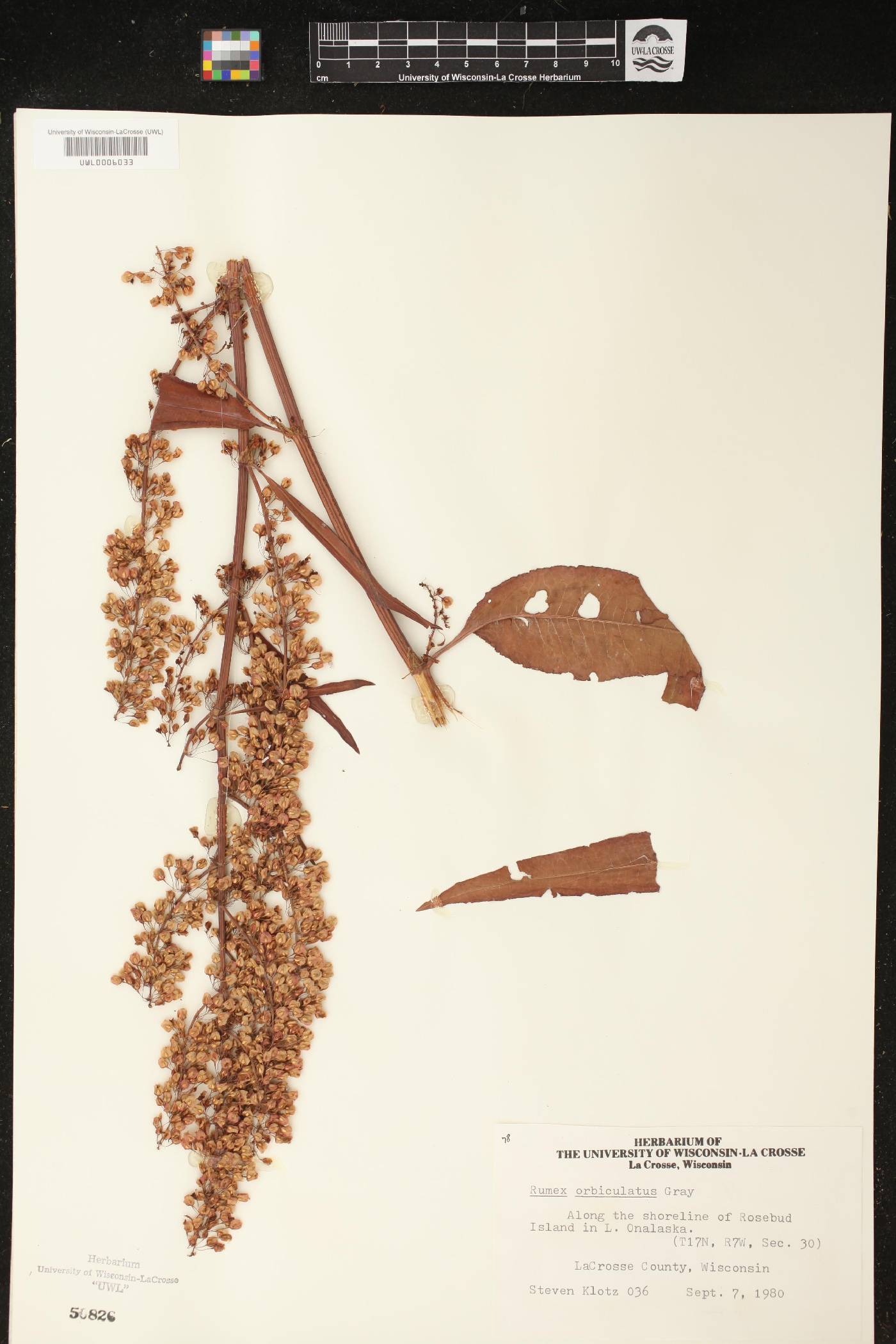 Rumex britannica image