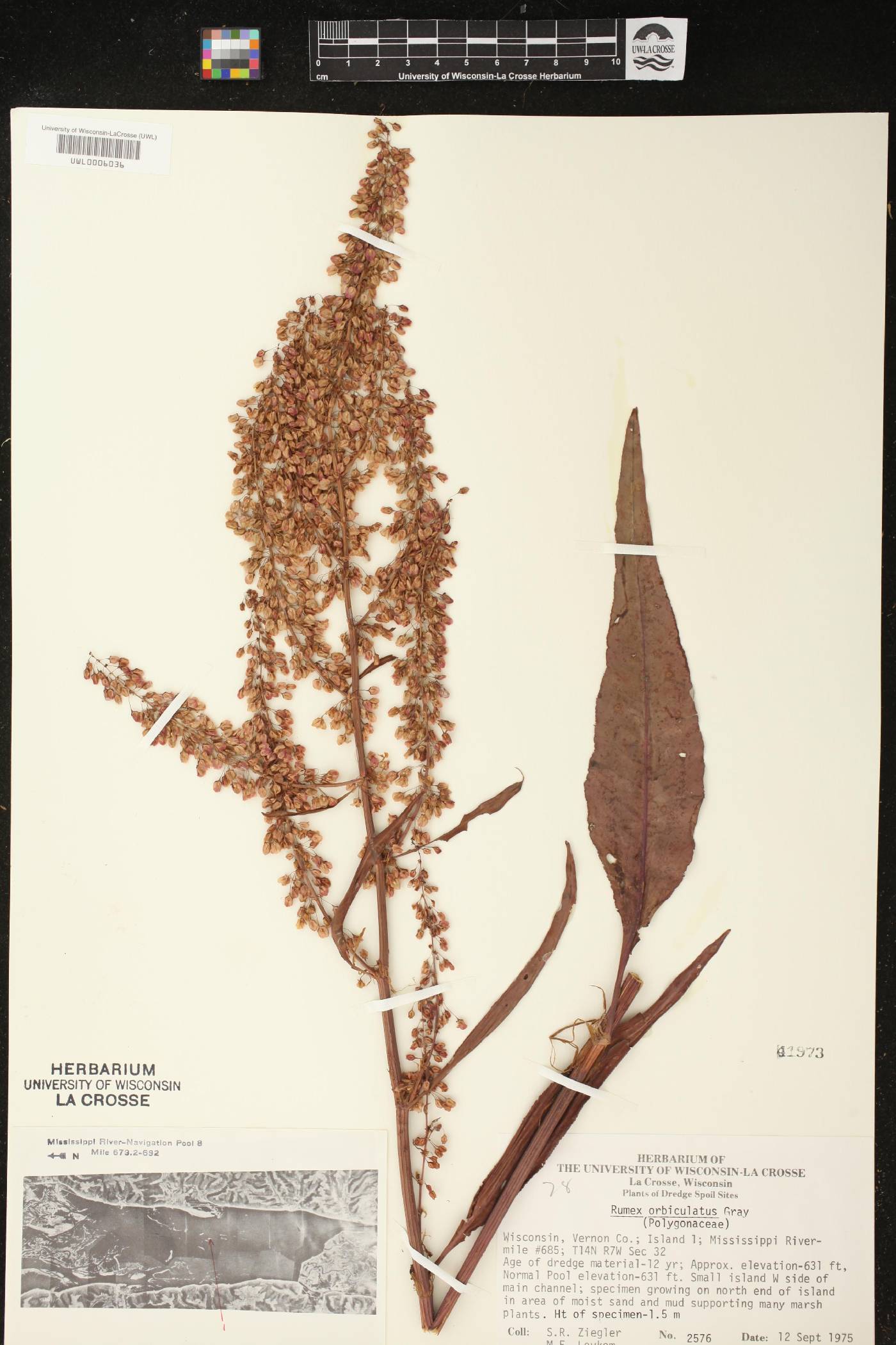 Rumex britannica image