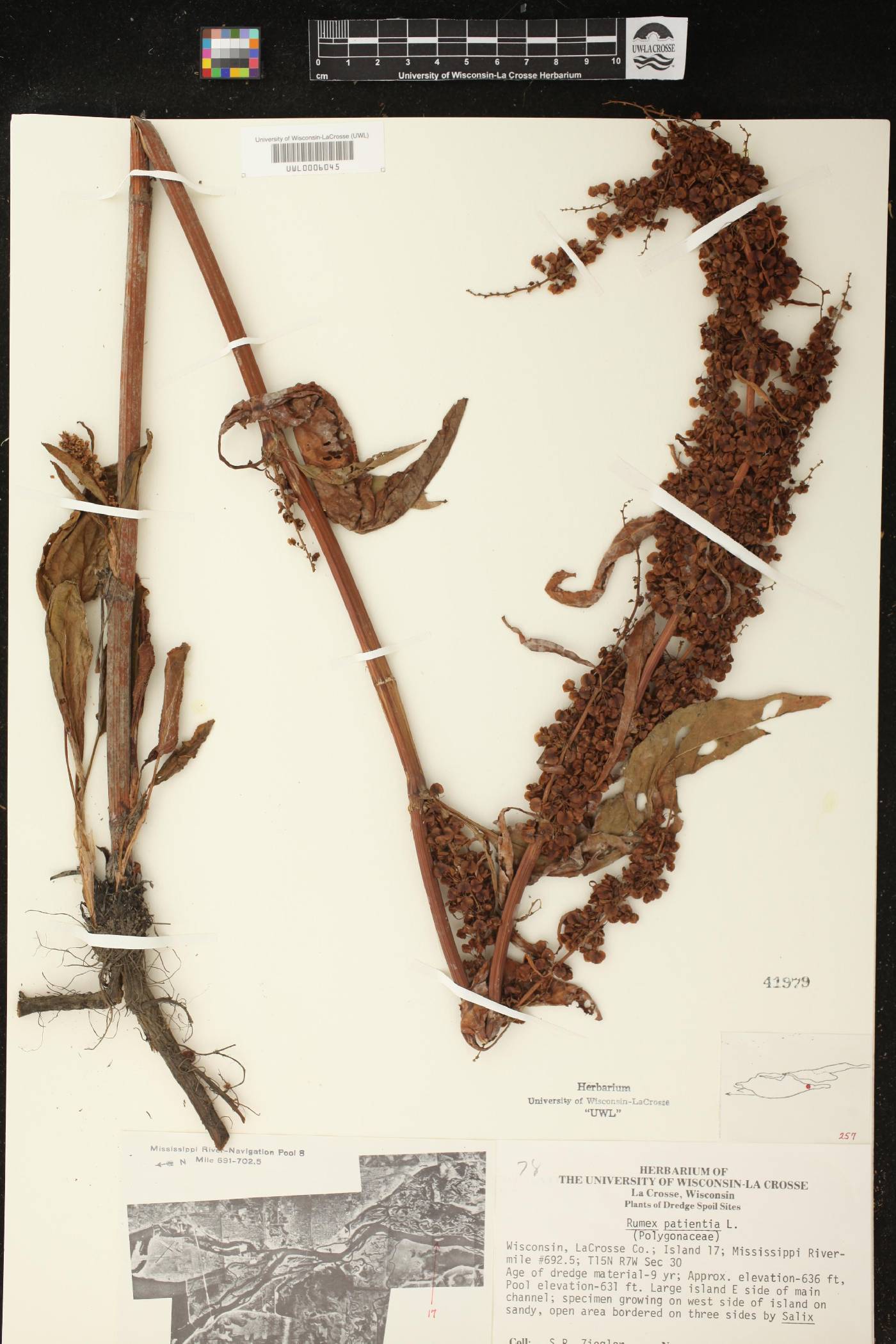 Rumex patientia image