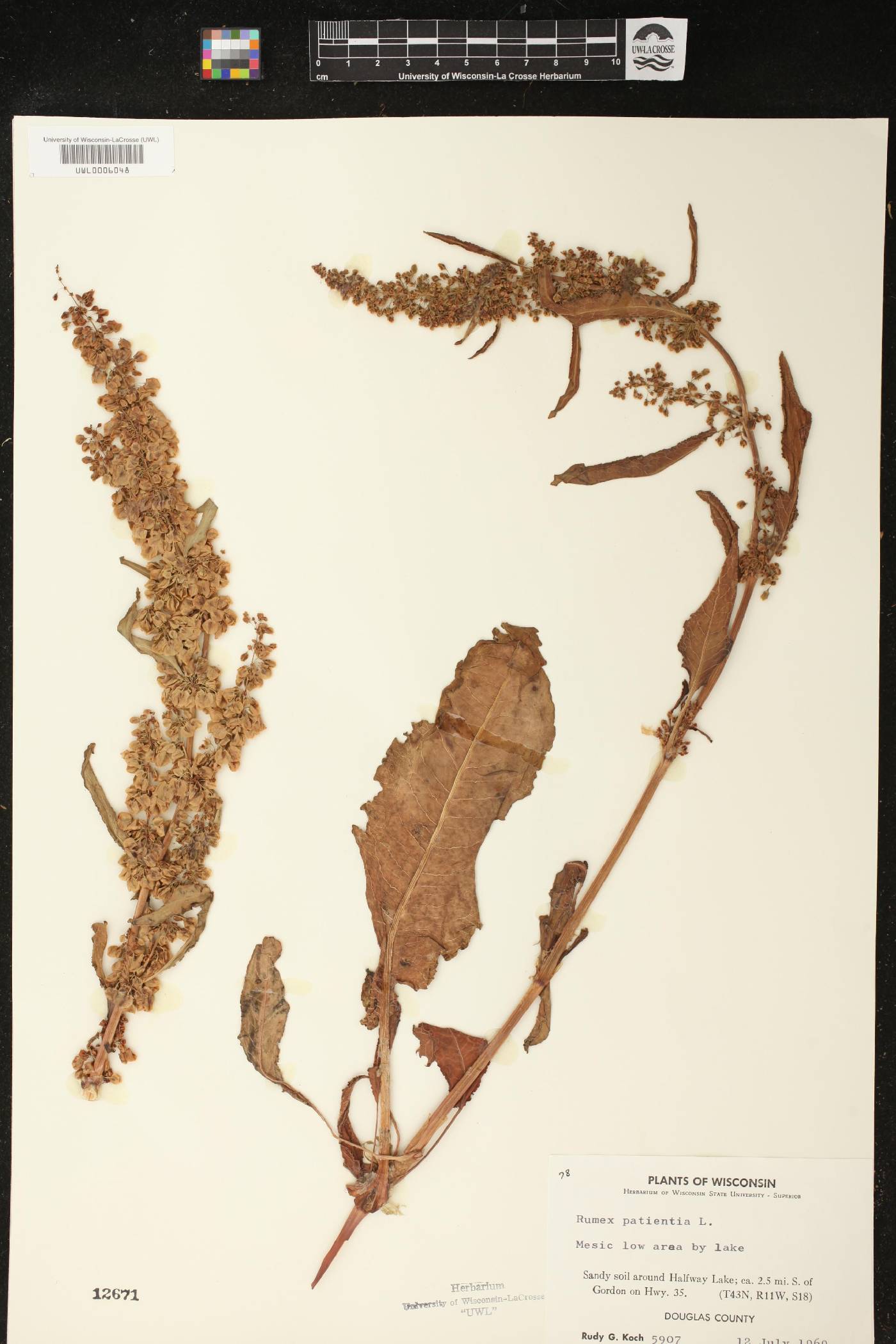 Rumex patientia image