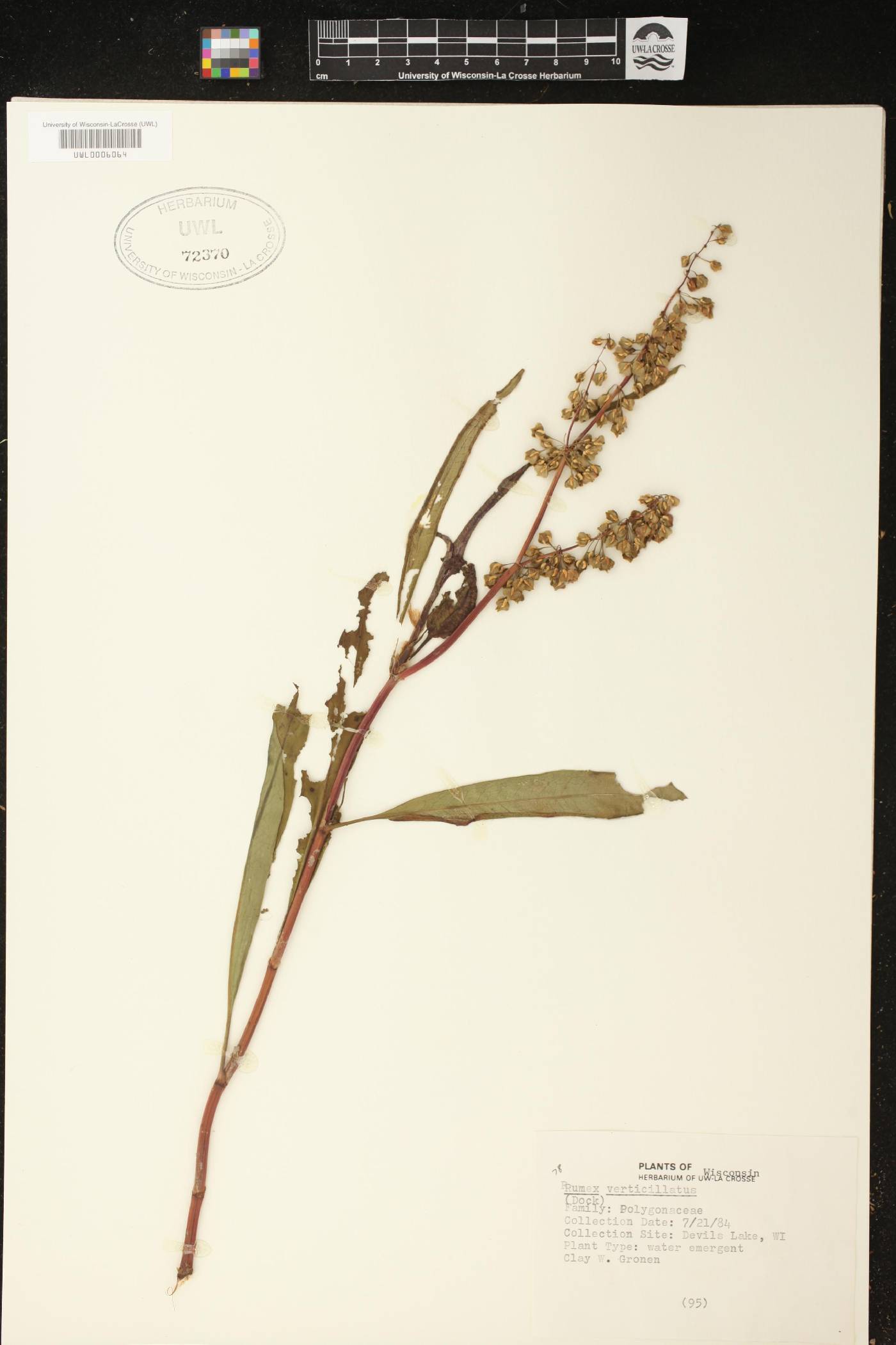 Rumex verticillatus image