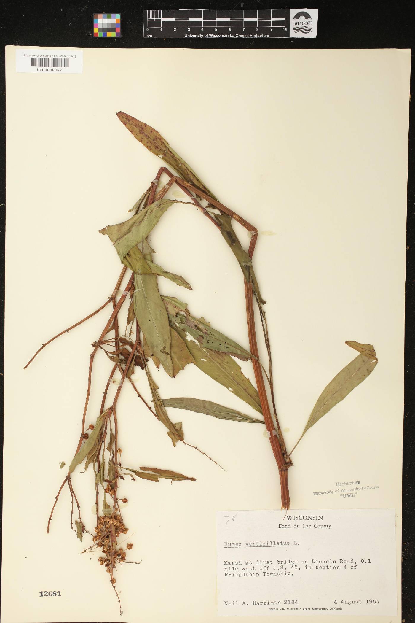 Rumex verticillatus image