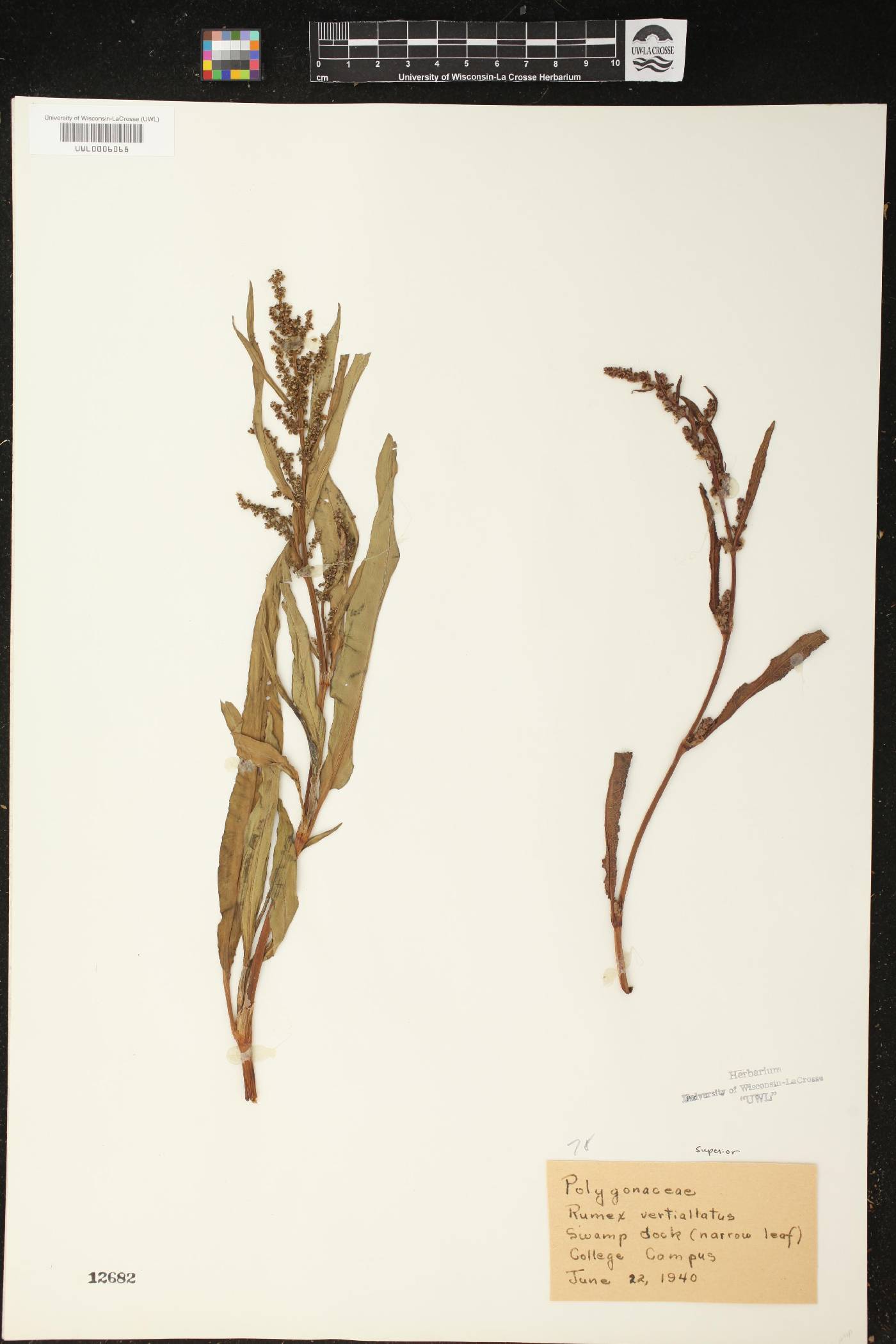 Rumex verticillatus image