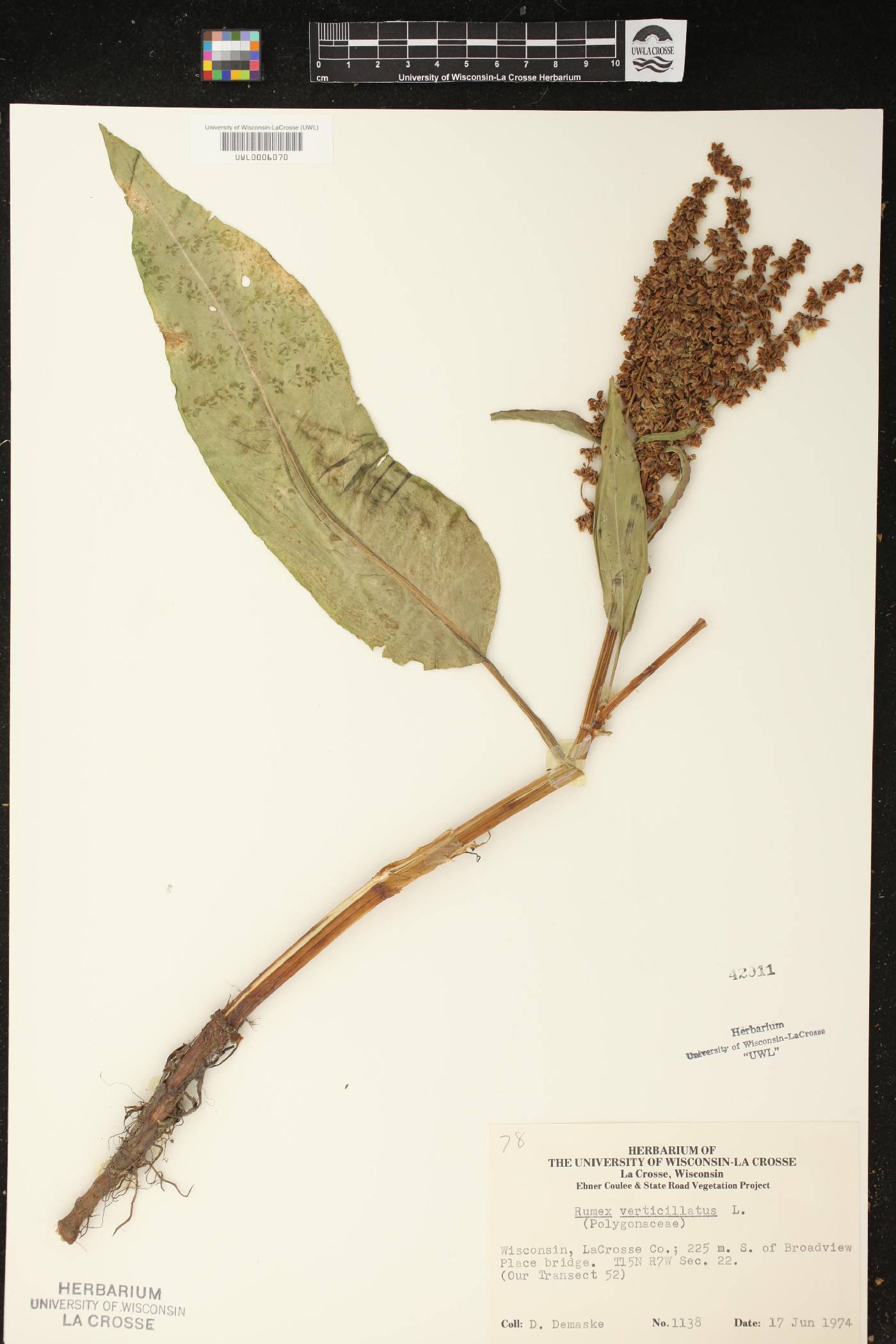 Rumex verticillatus image