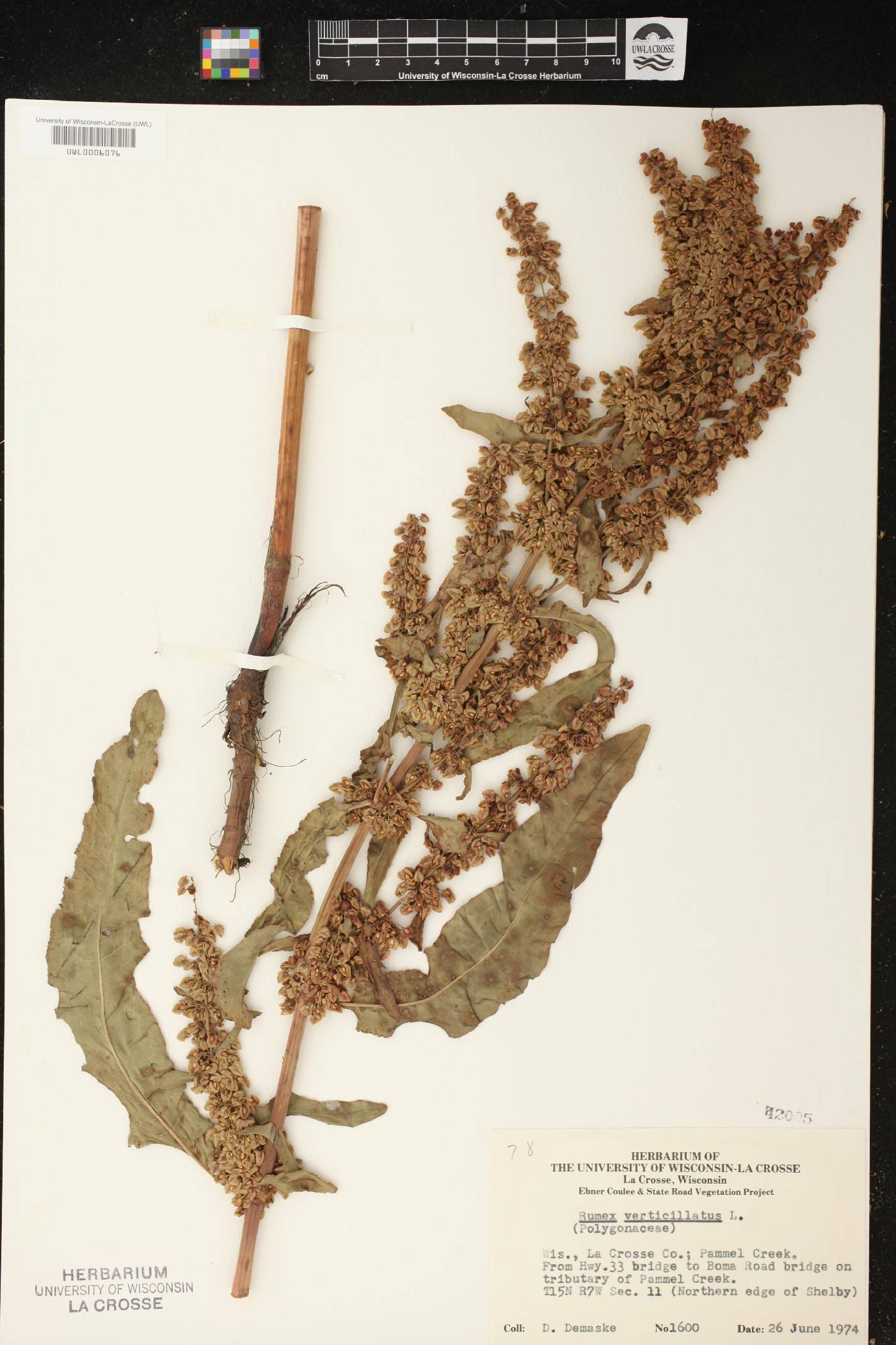 Rumex verticillatus image