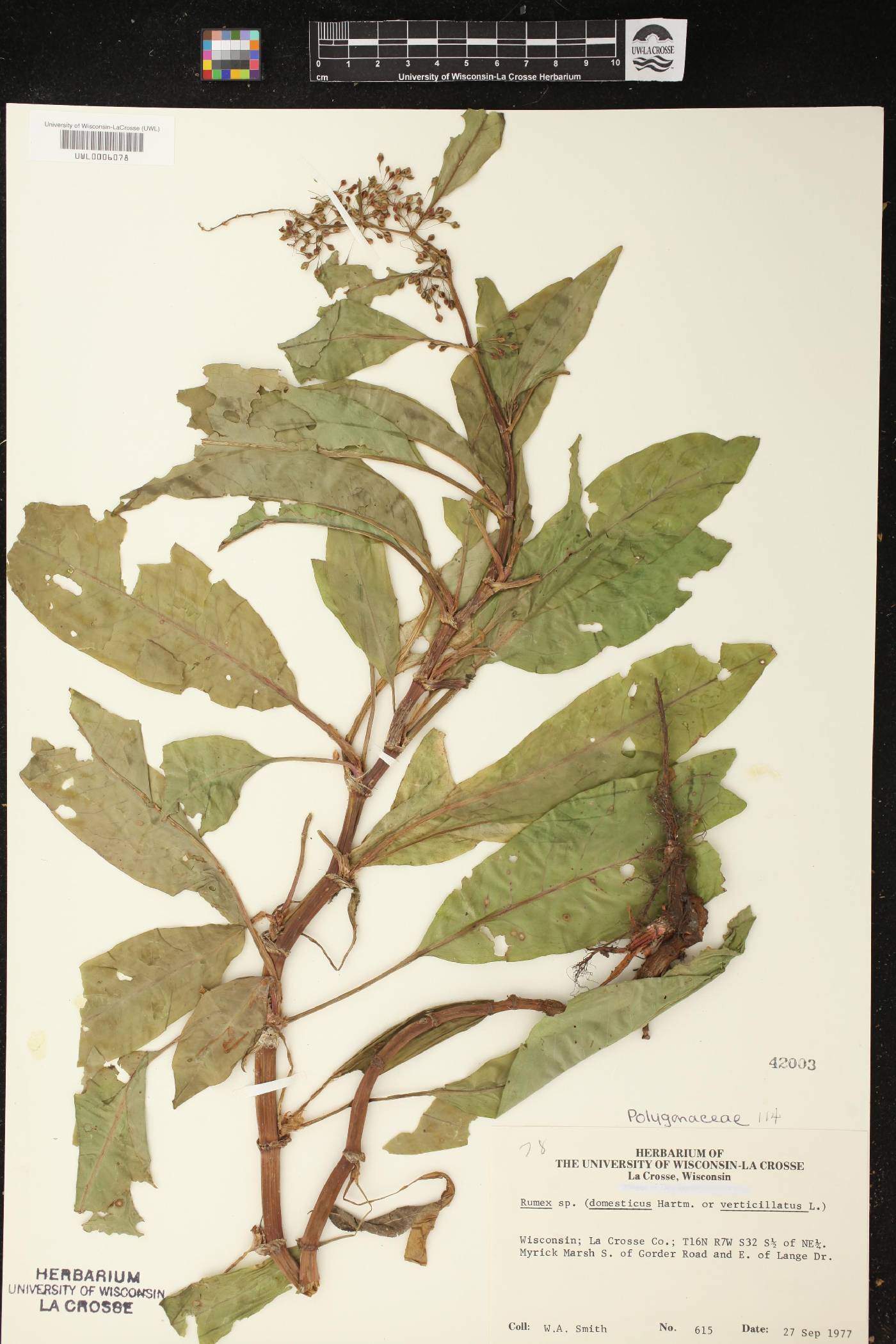 Rumex verticillatus image