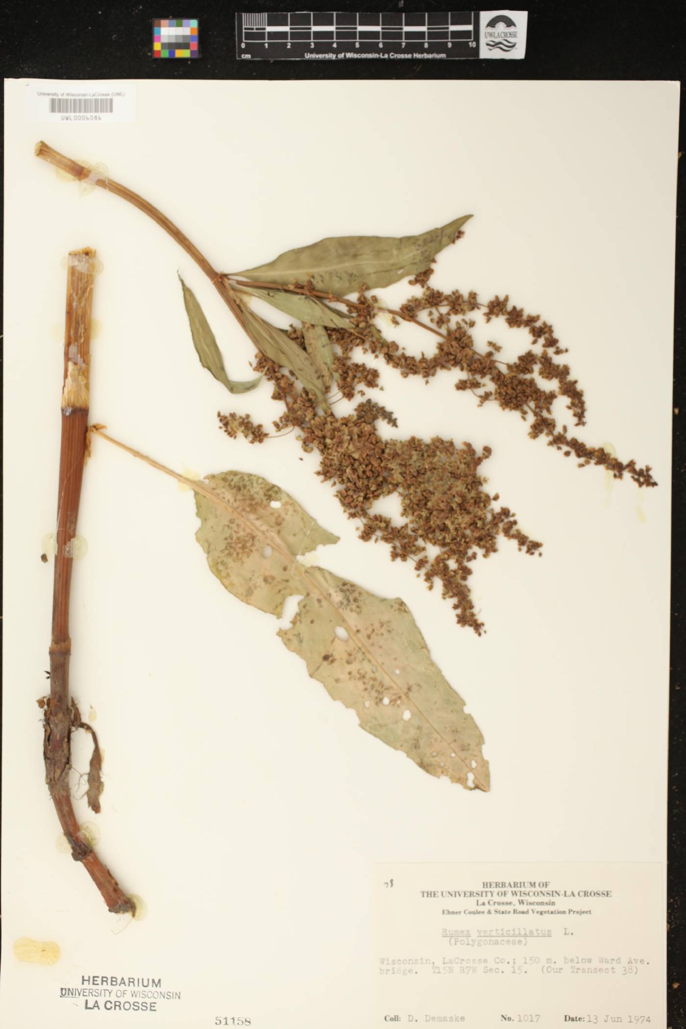 Rumex verticillatus image