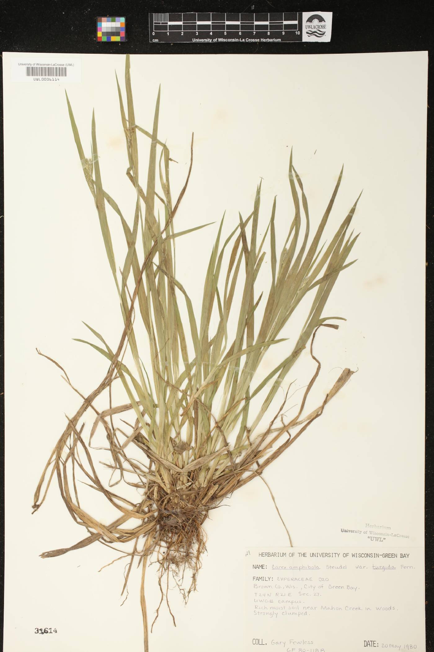 Carex grisea image