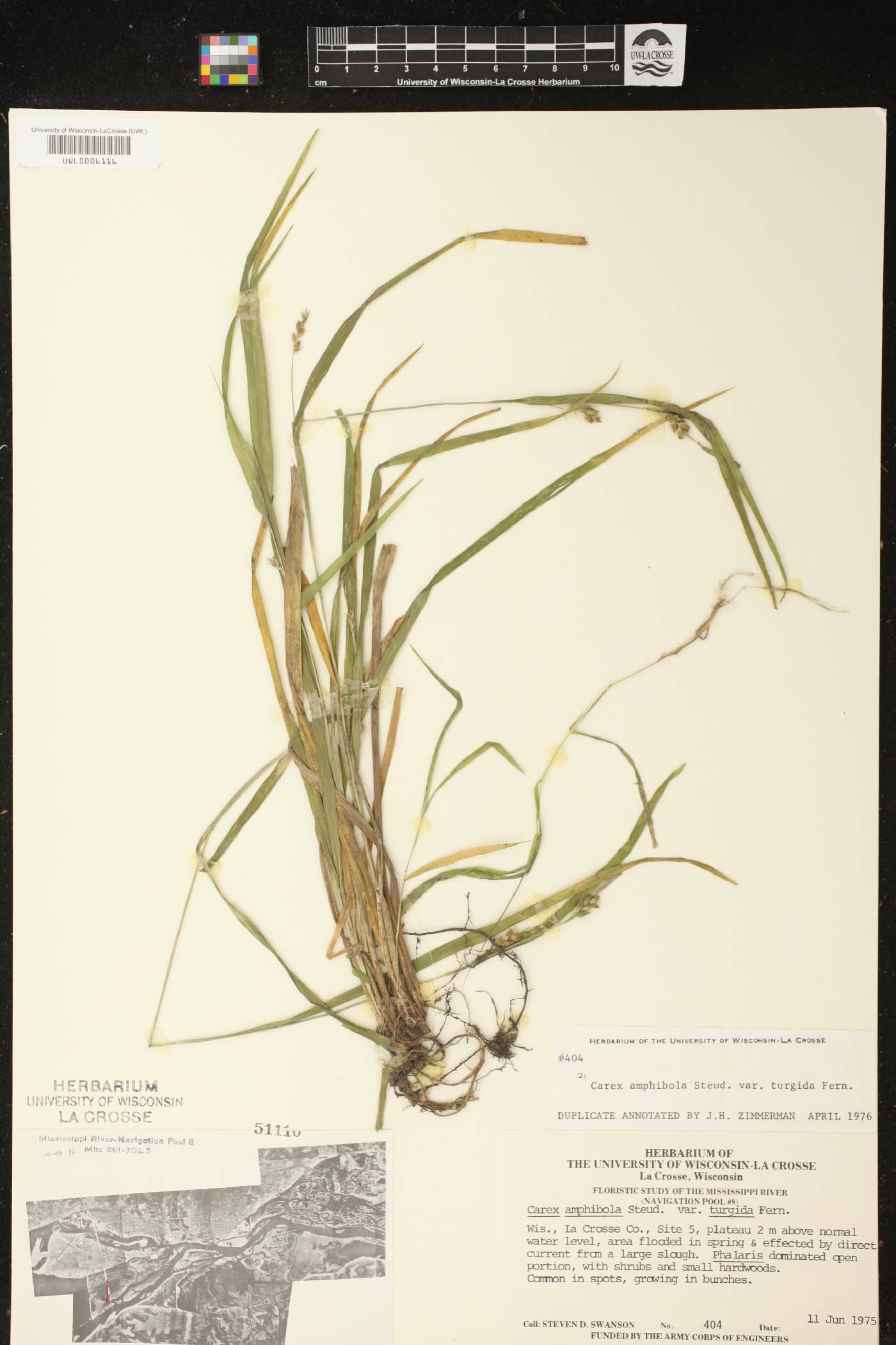 Carex grisea image