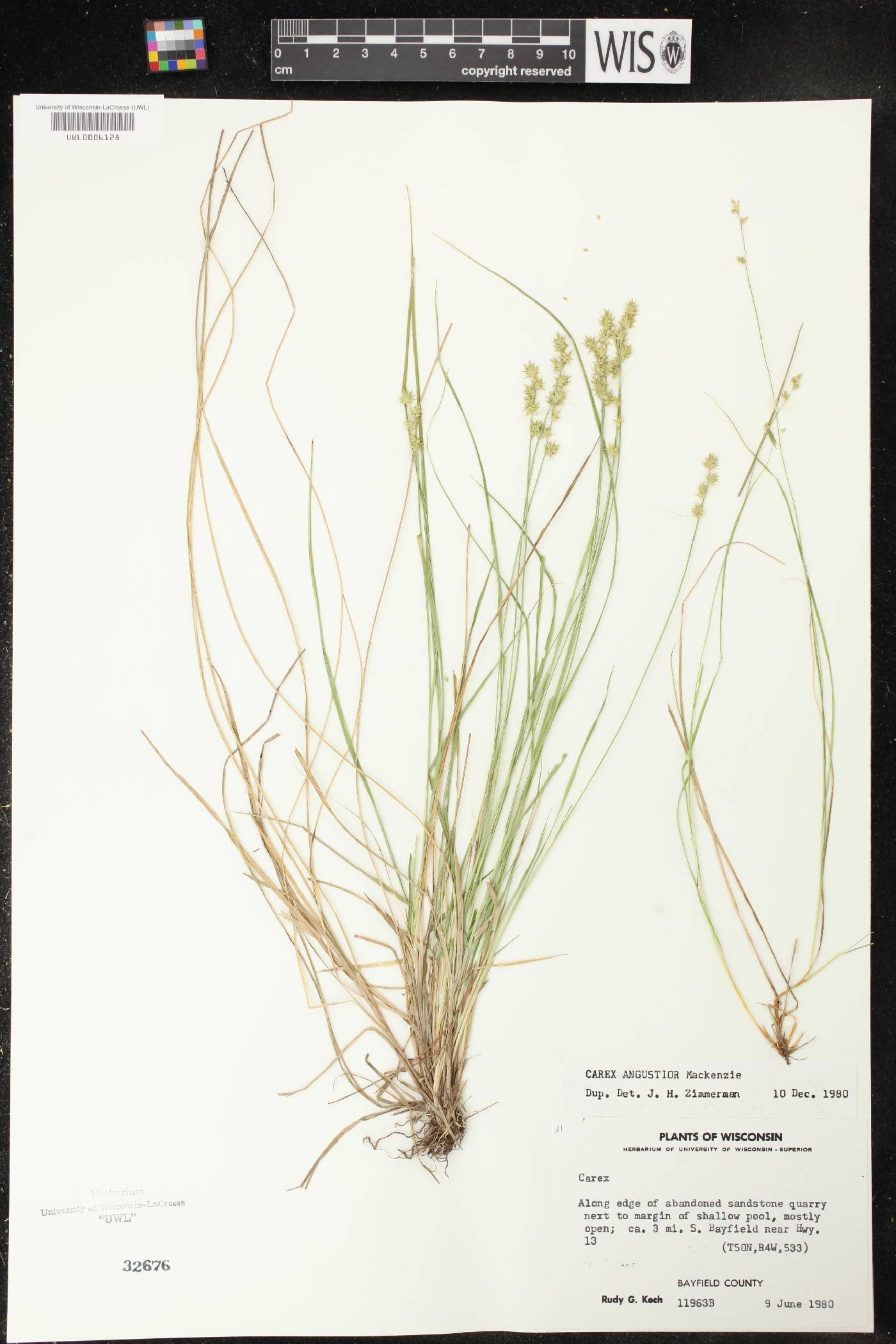 Carex echinata image