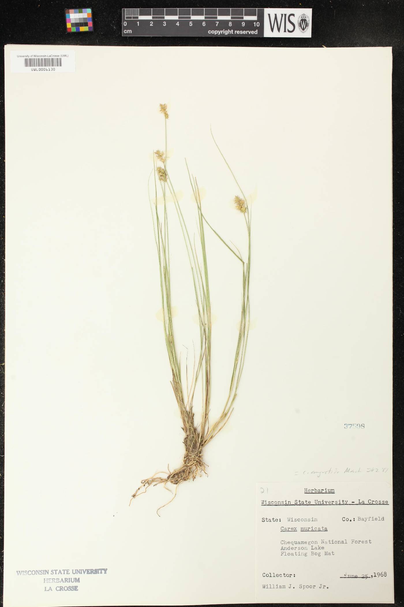 Carex echinata image
