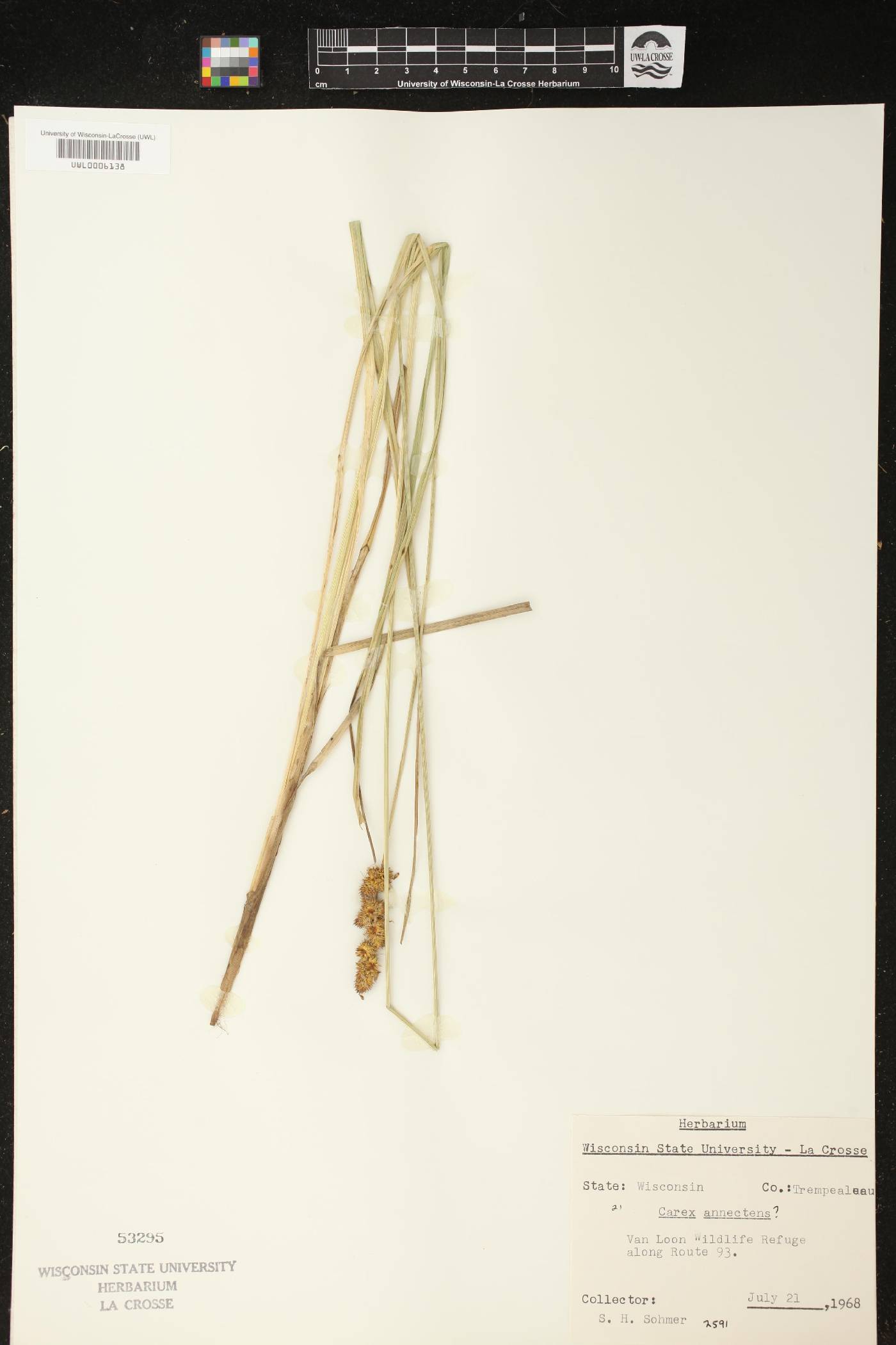 Carex annectens image