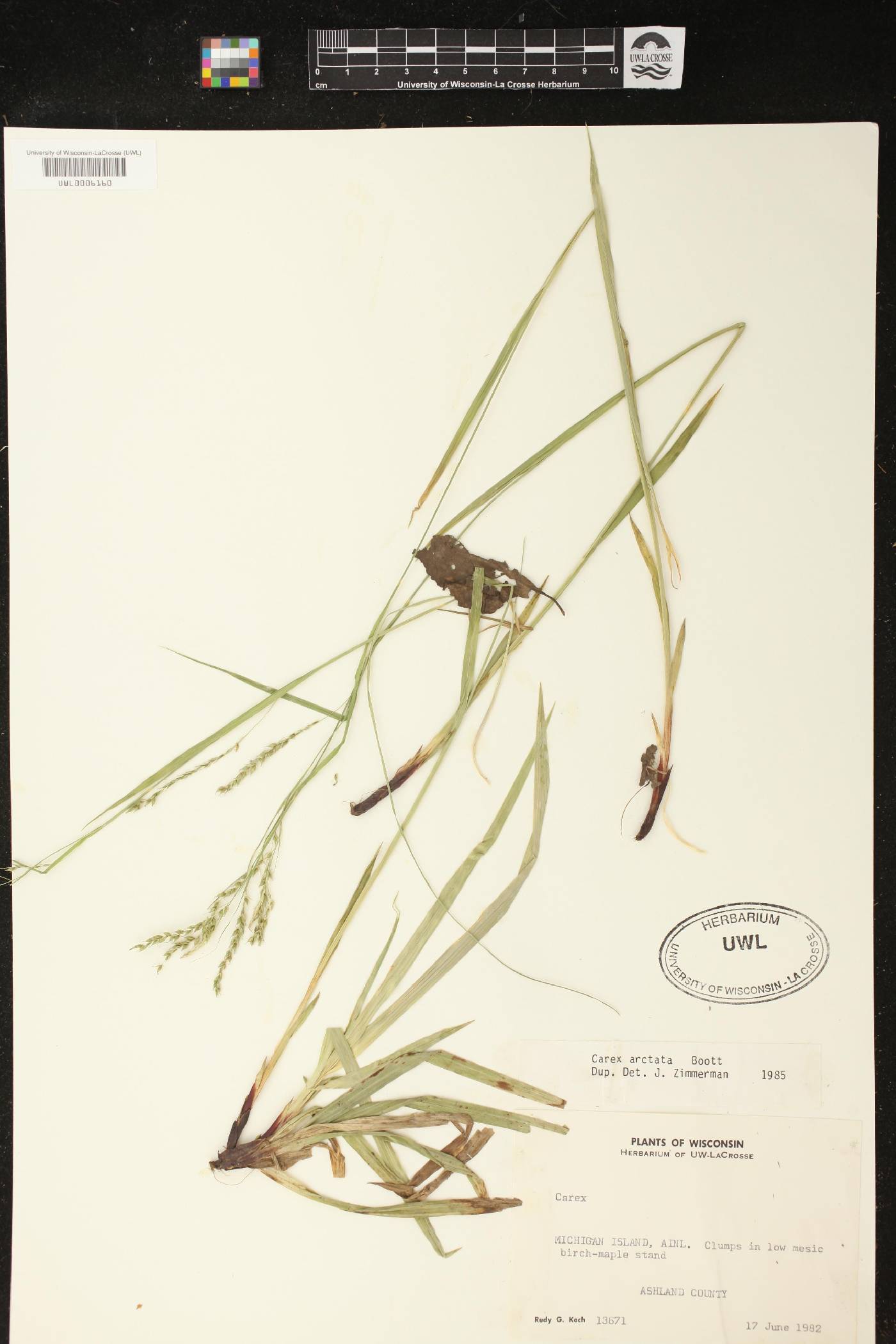 Carex arctata image