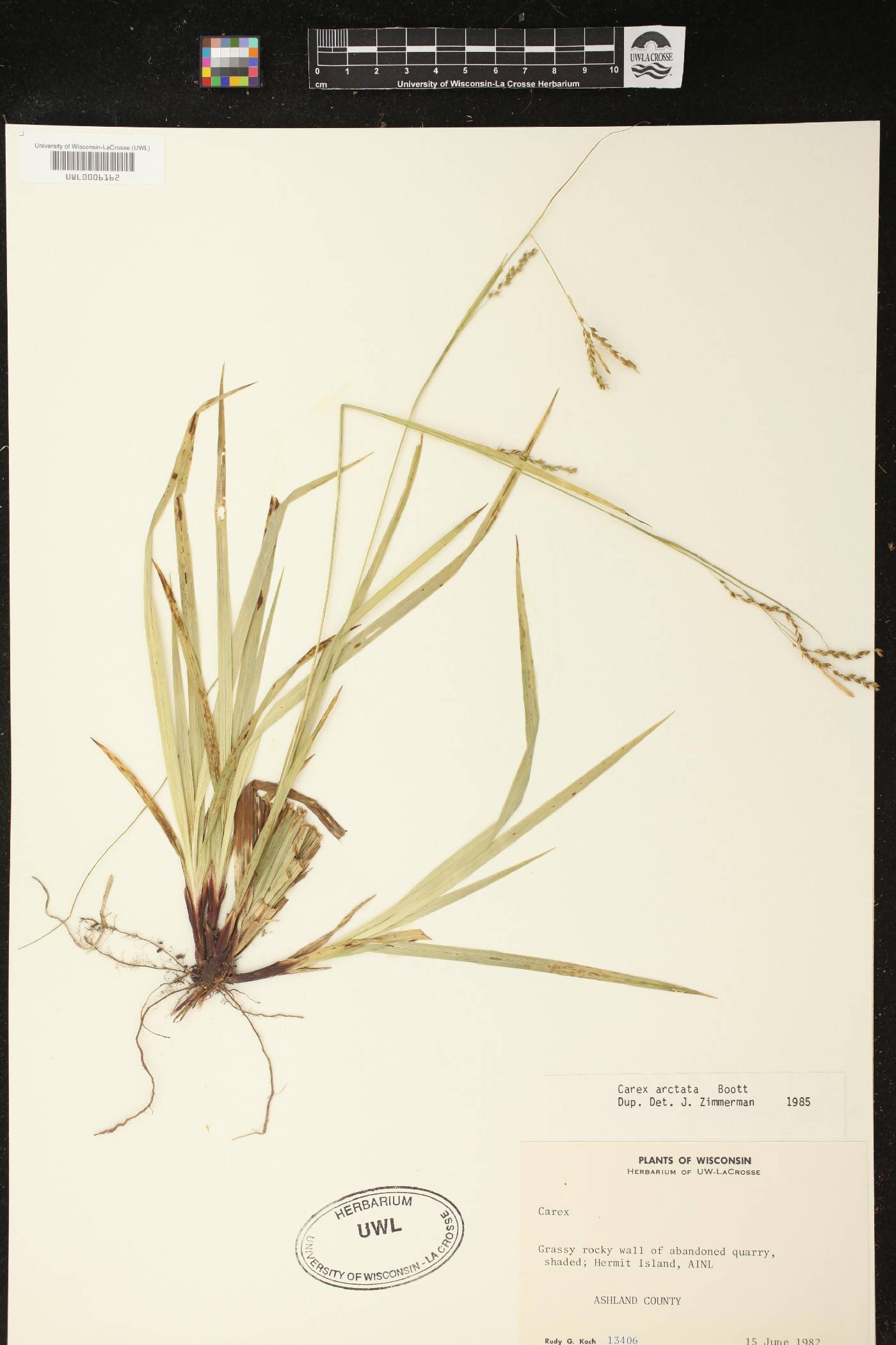 Carex arctata image