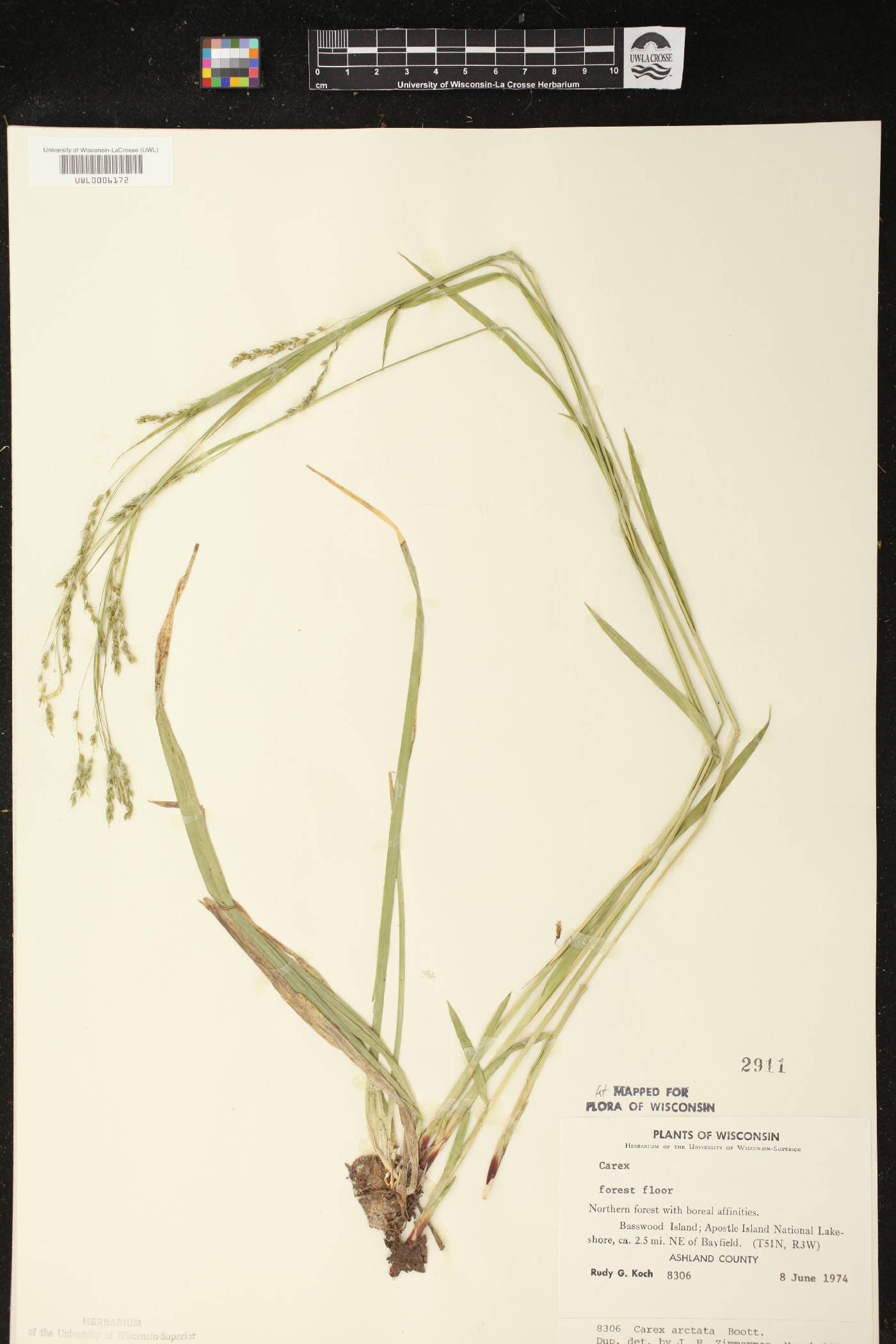 Carex arctata image