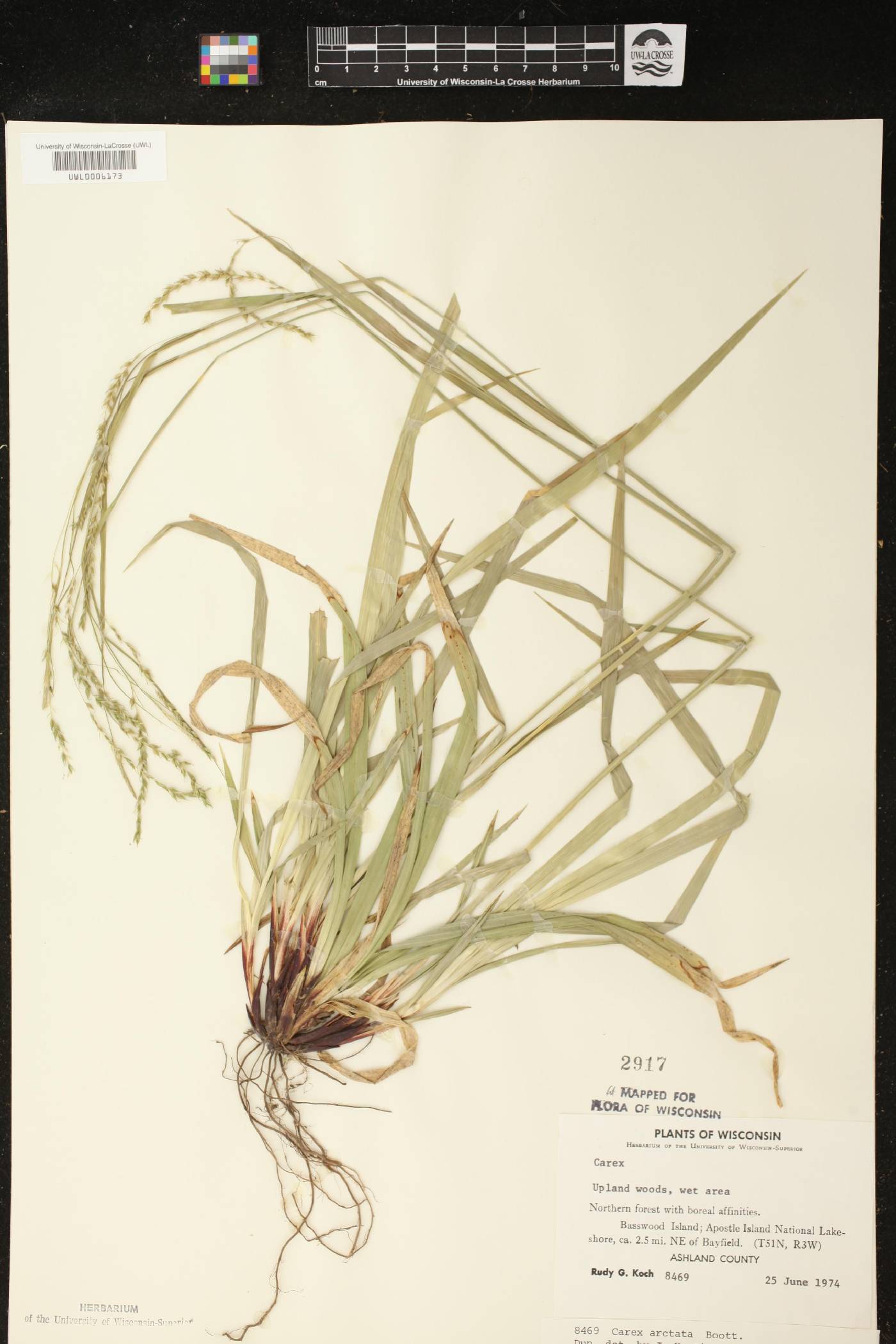 Carex arctata image