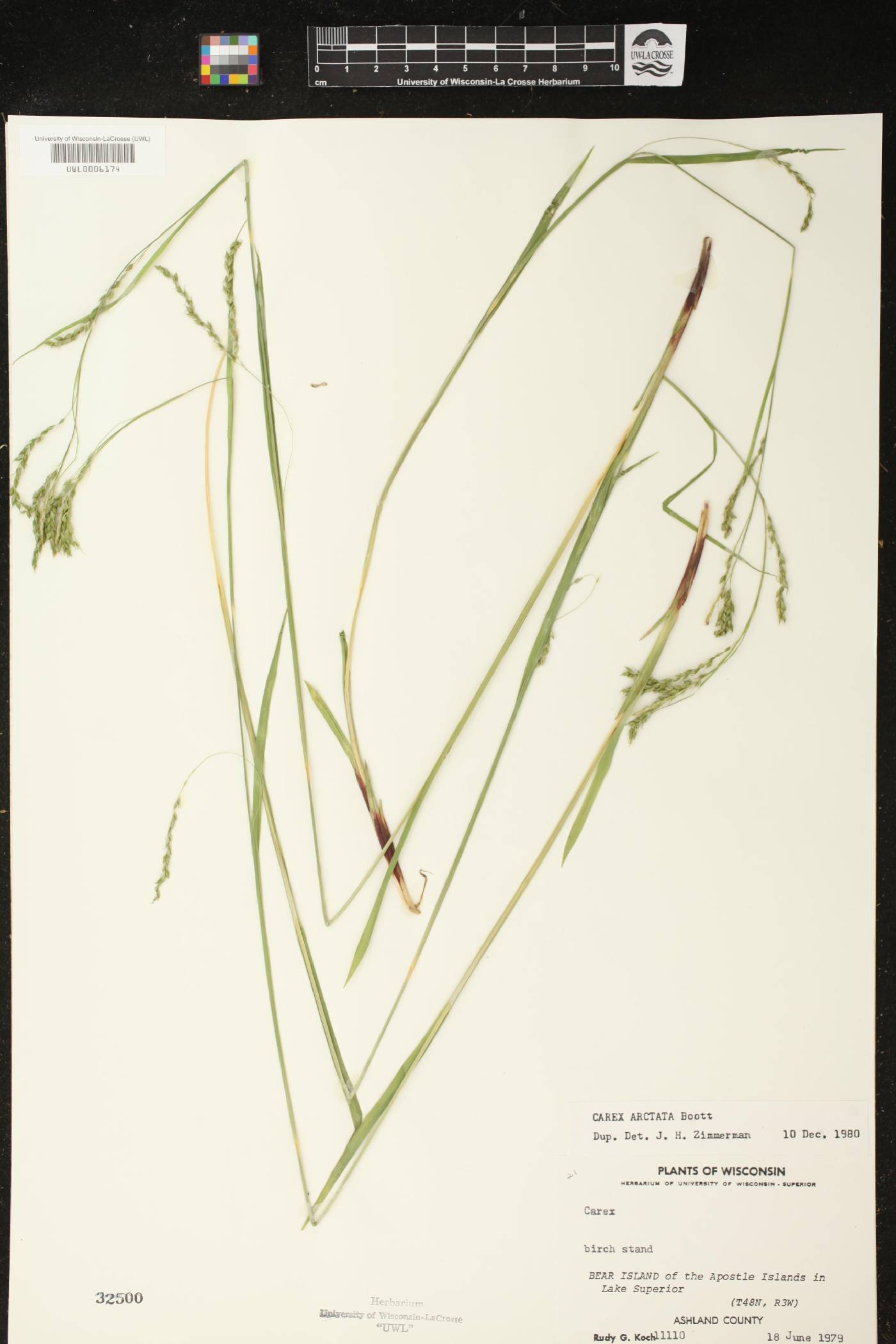 Carex arctata image